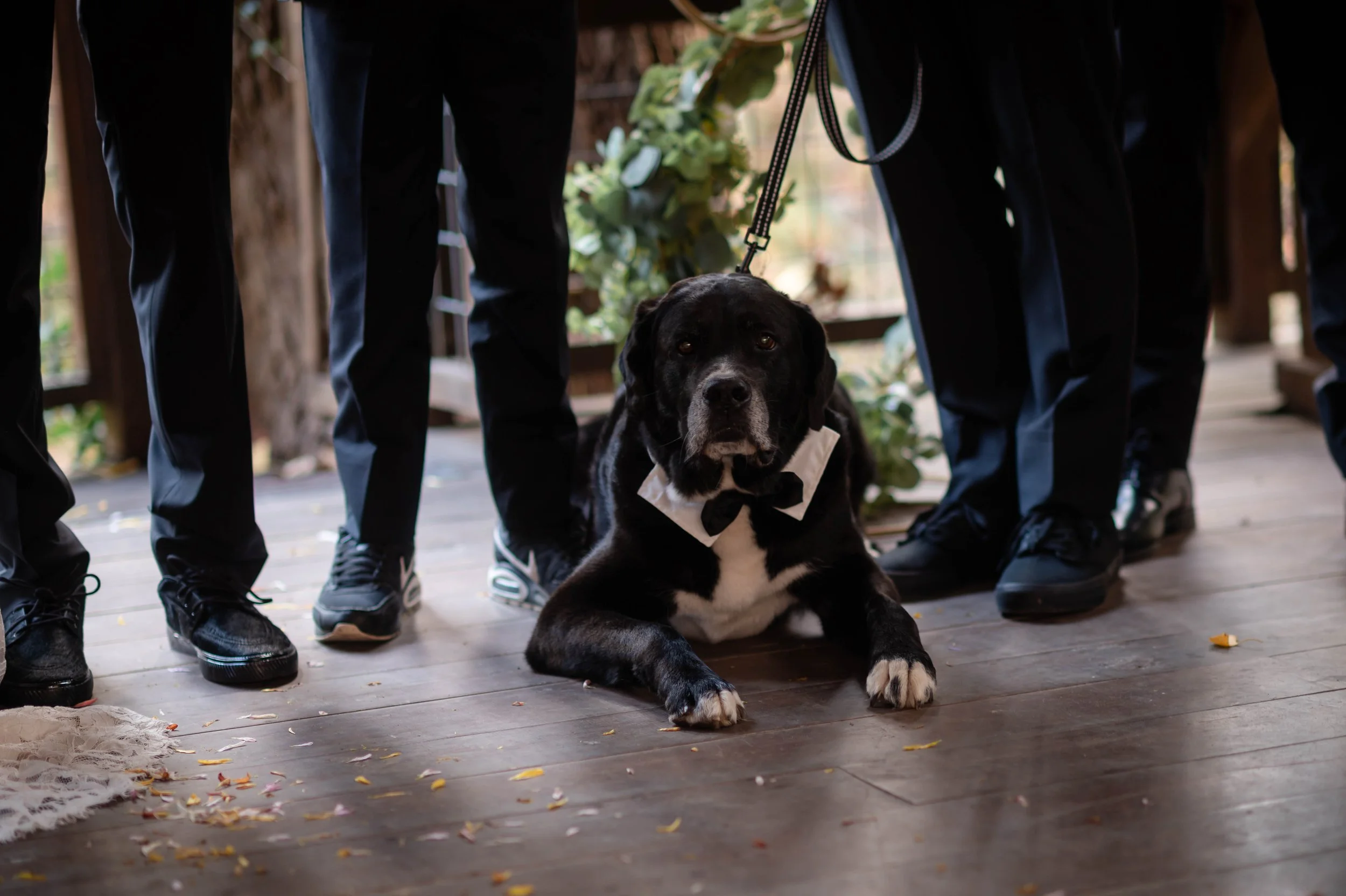 A black and white dog with a bowtie, lying on a wooden floor, surrounded by people in formal attire, with a flower arrangement in the background.