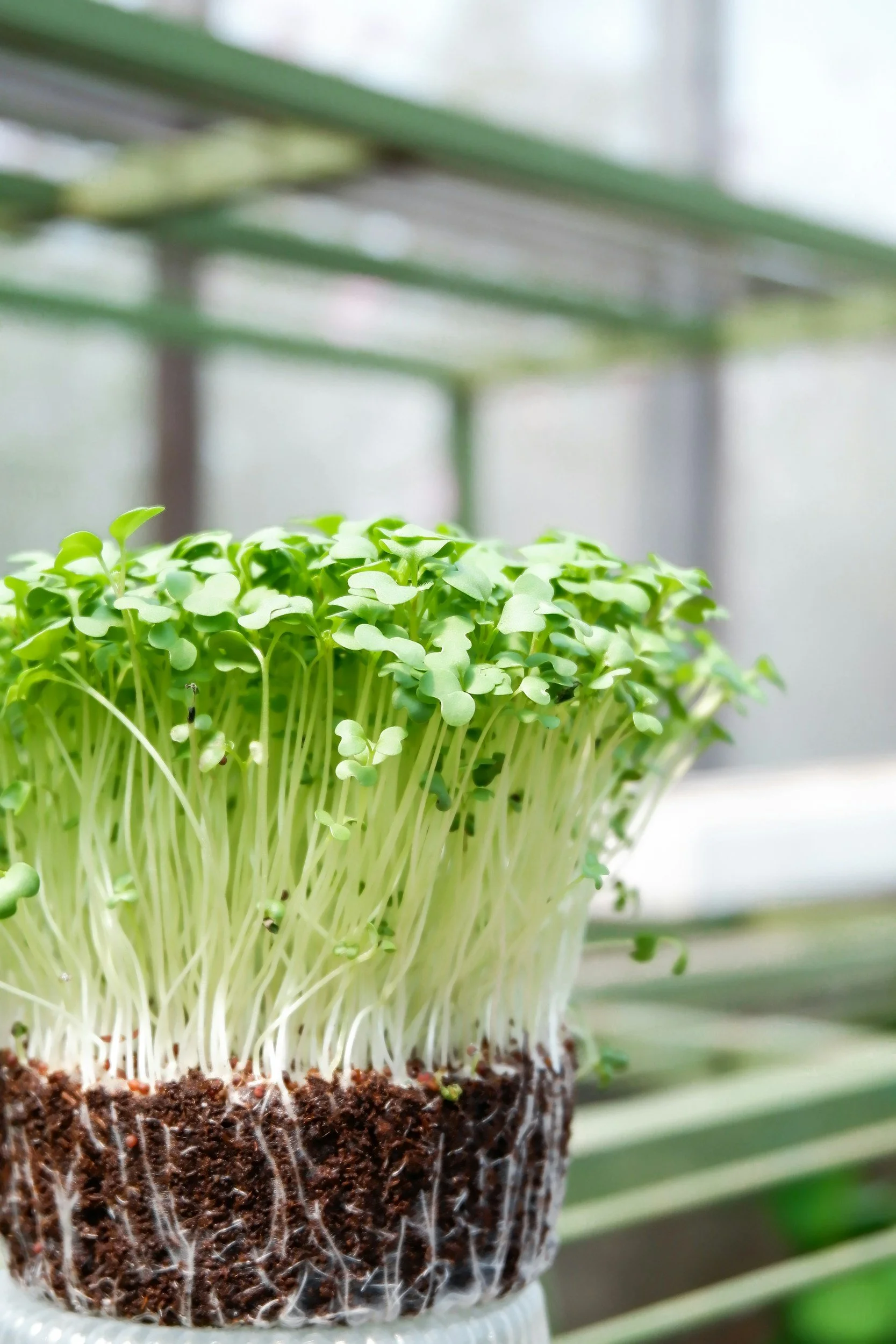 Sulforaphane A Powerful Compound for Detoxification Brain Health and Longevity