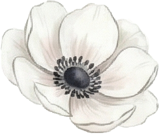 A white flower with a dark center and black stamens