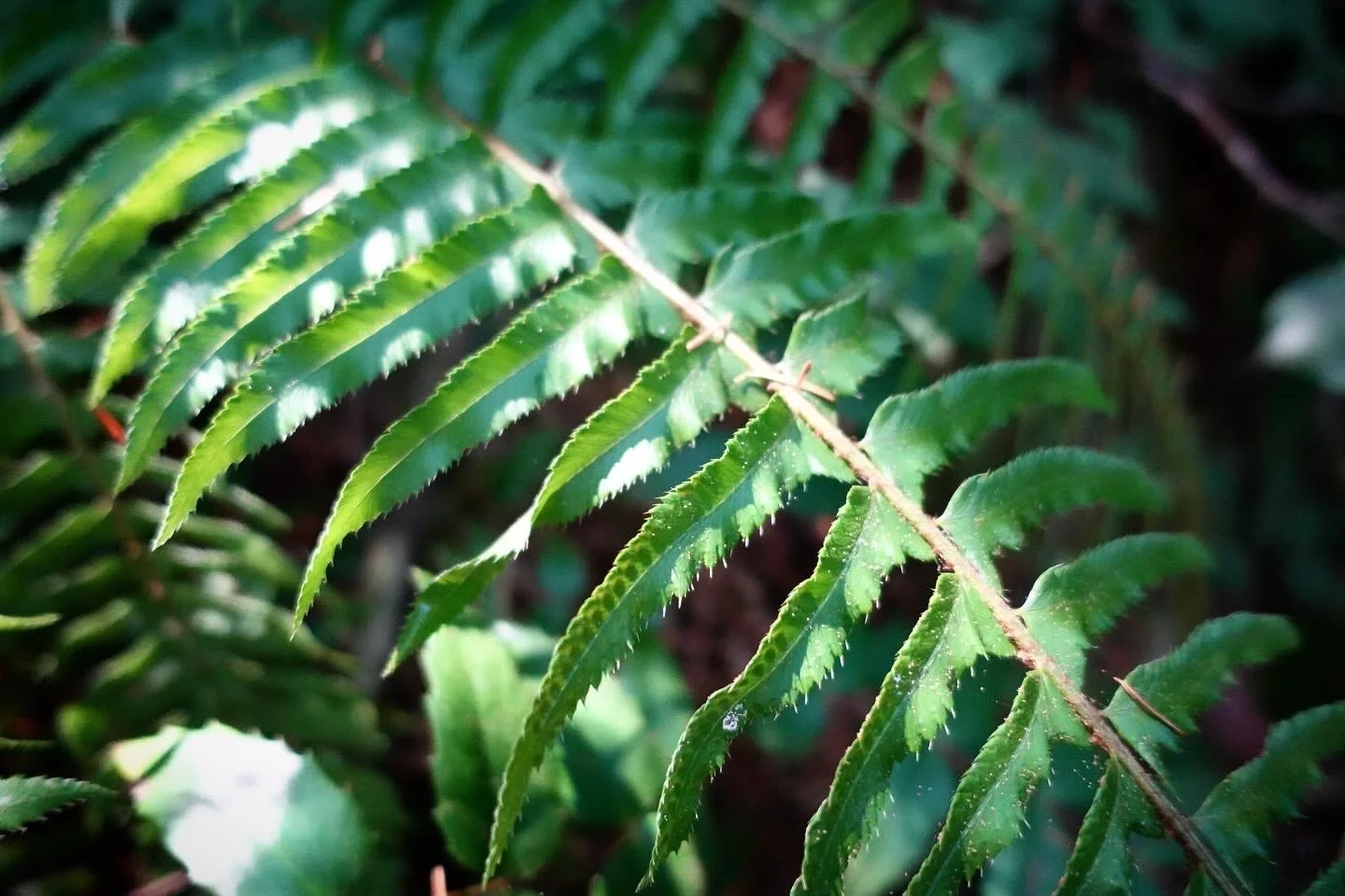 Fern