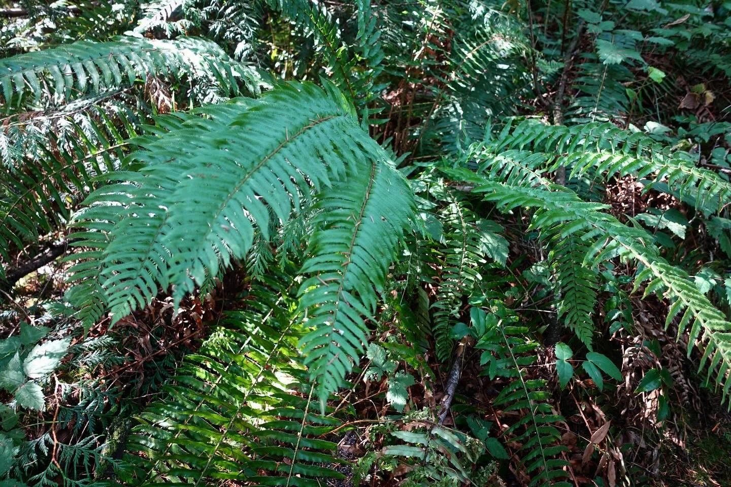 Ferns