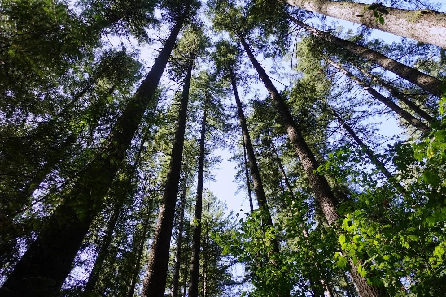 Tall Tall Trees