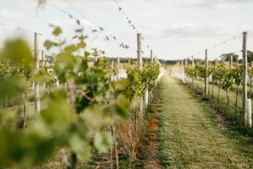 one supper @ goosebeck vineyard