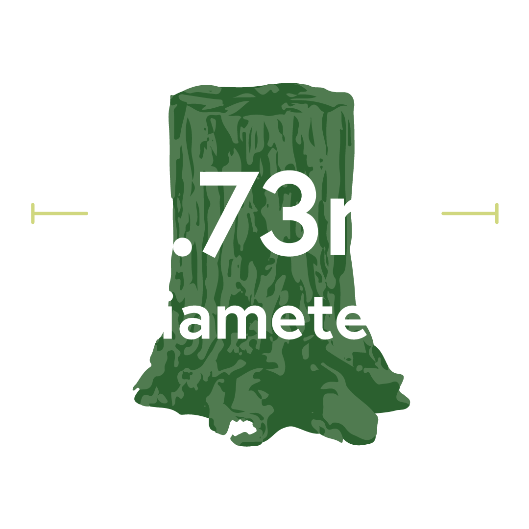 Illustration of a tree trunk measuring 3.73 meters in diameter