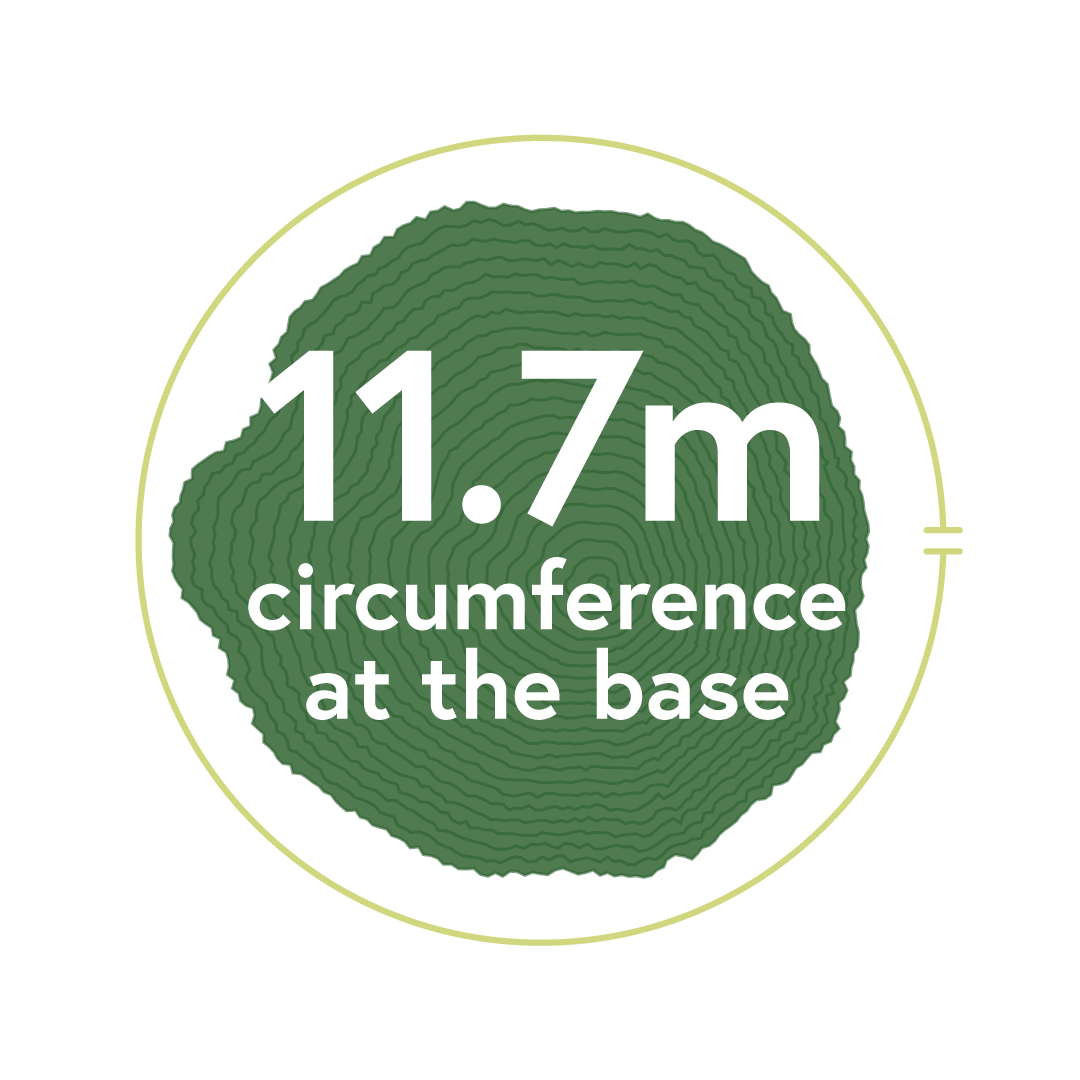 Graphic showing an 11.7-meter tree circumference at the base.
