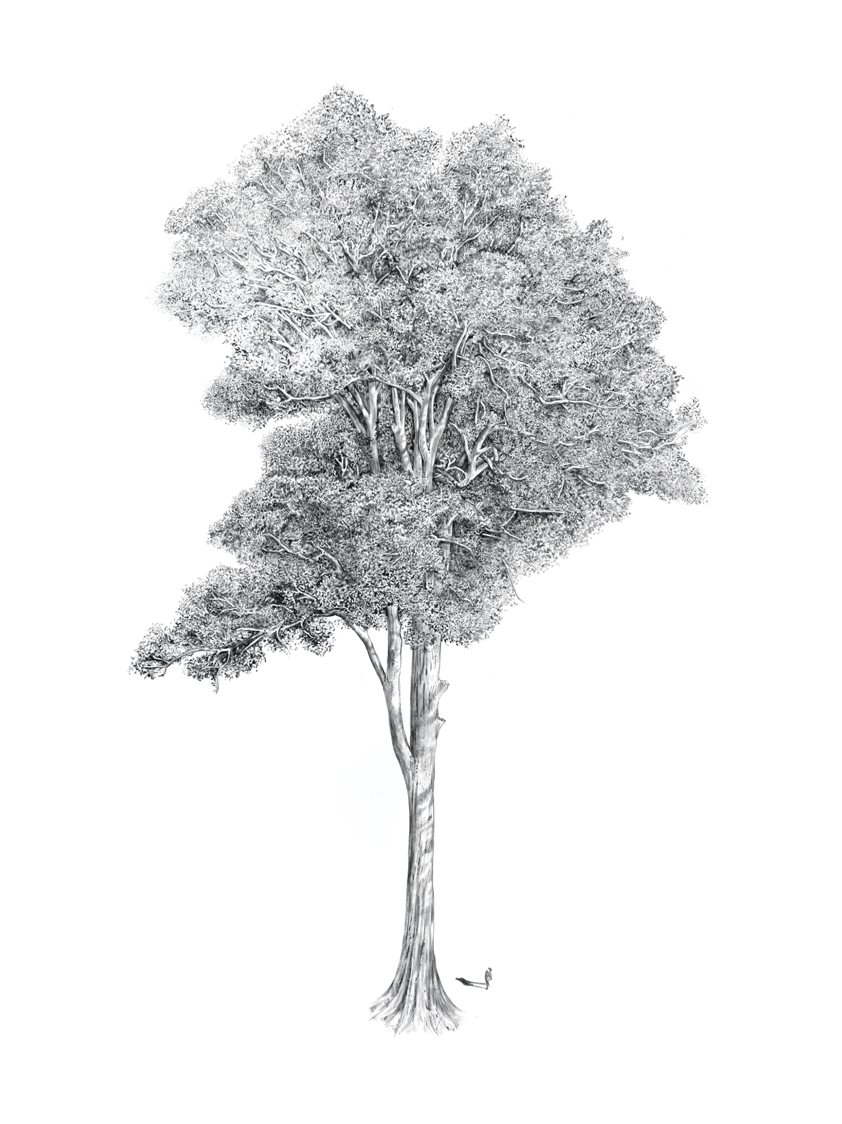 Detailed black-and-white illustration of a large, spreading tree with a tall trunk and dense, layered foliage