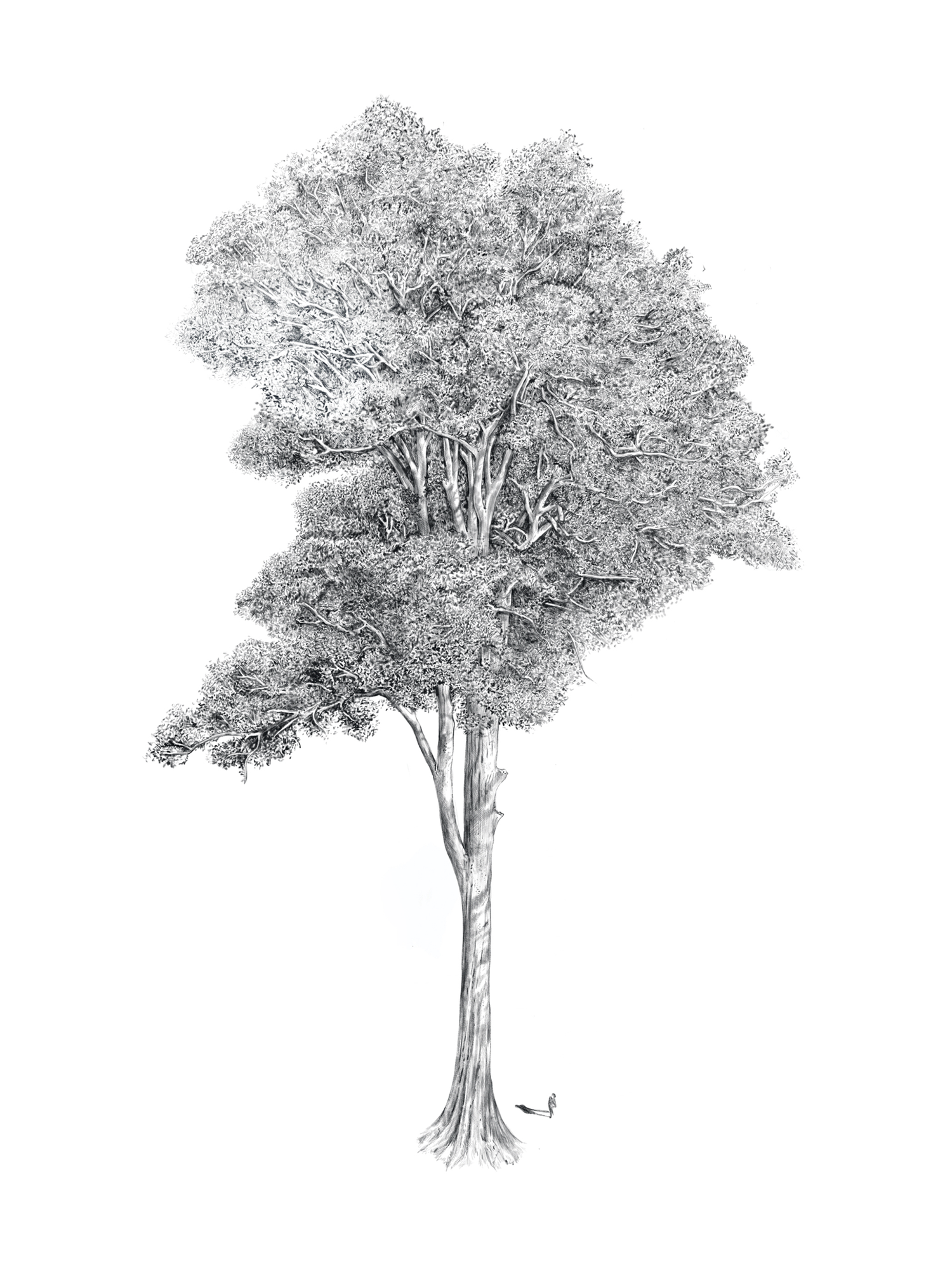 Em Reid’s detailed black-and-white sketch of Big Spotty, showing its tall trunk and spreading canopy.
