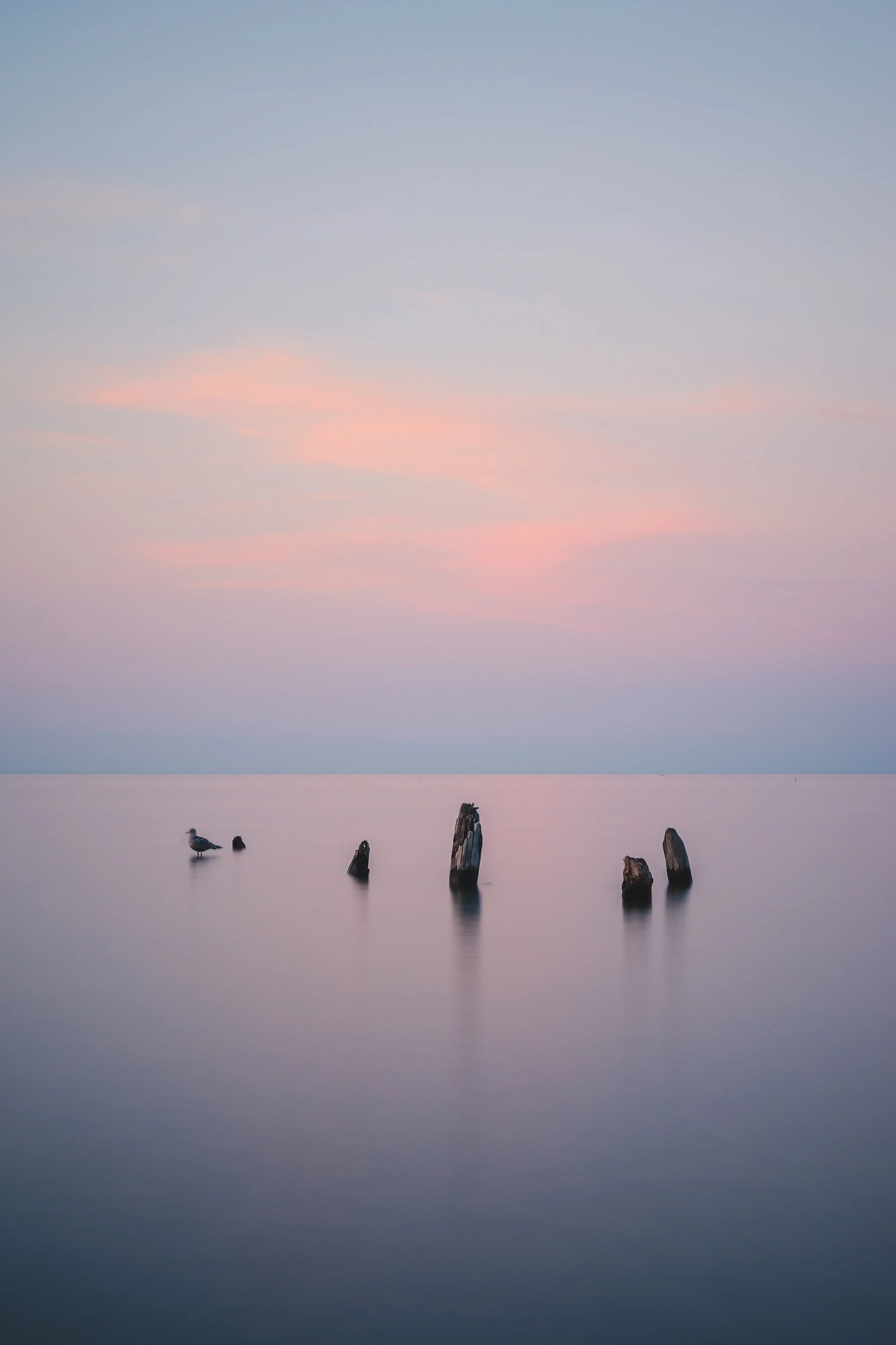 Fifty Point Long Exposure Bird.jpg