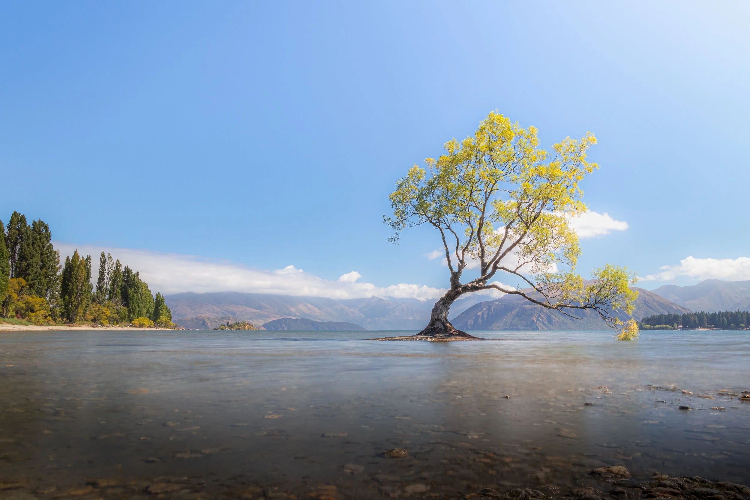 Wanaka Tree Wanaka NZ.jpg