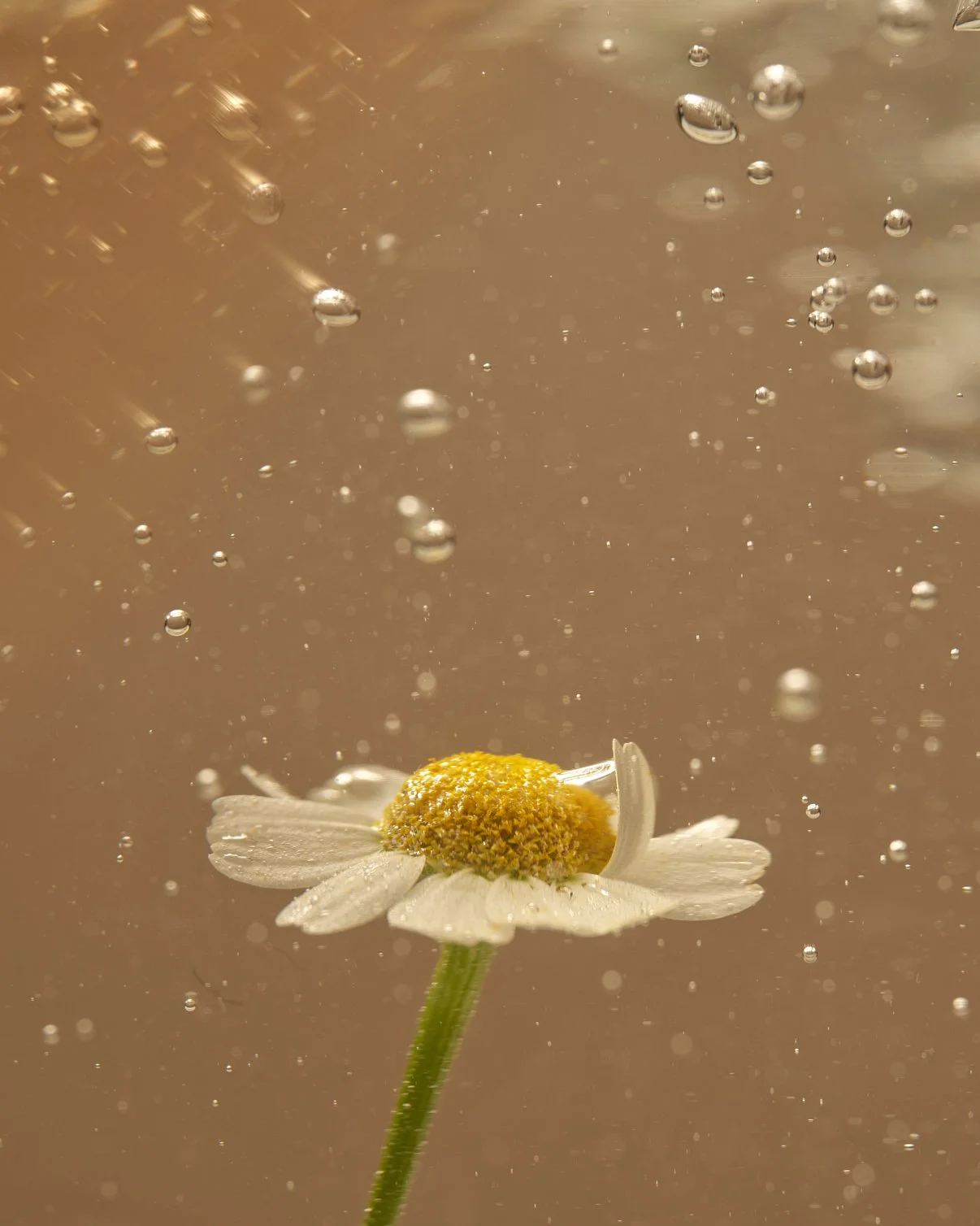 A close-up of a daisy flower submerged underwater with bubbles surrounding it.