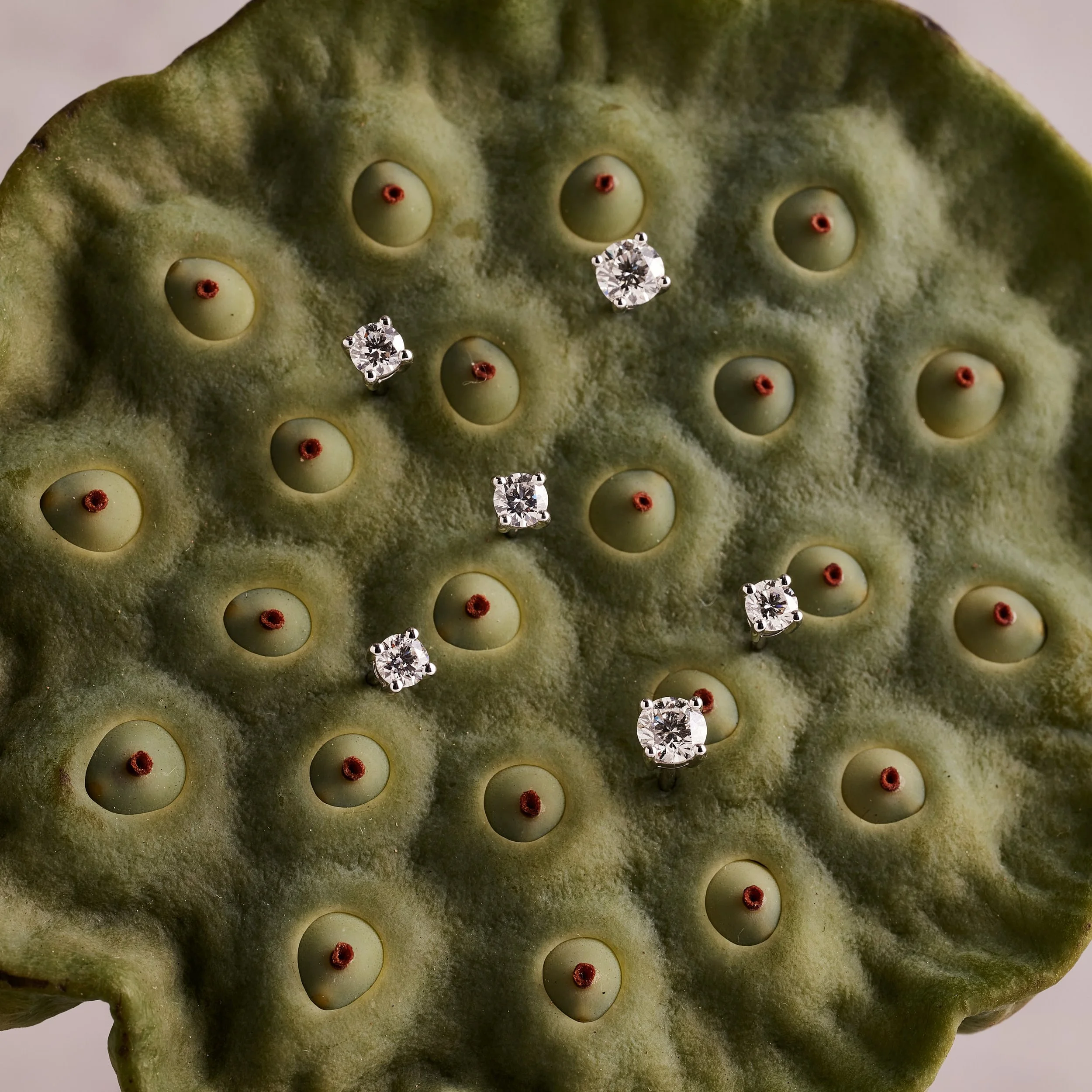 Close-up of a green lotus seed pod with five diamond earrings placed on it.