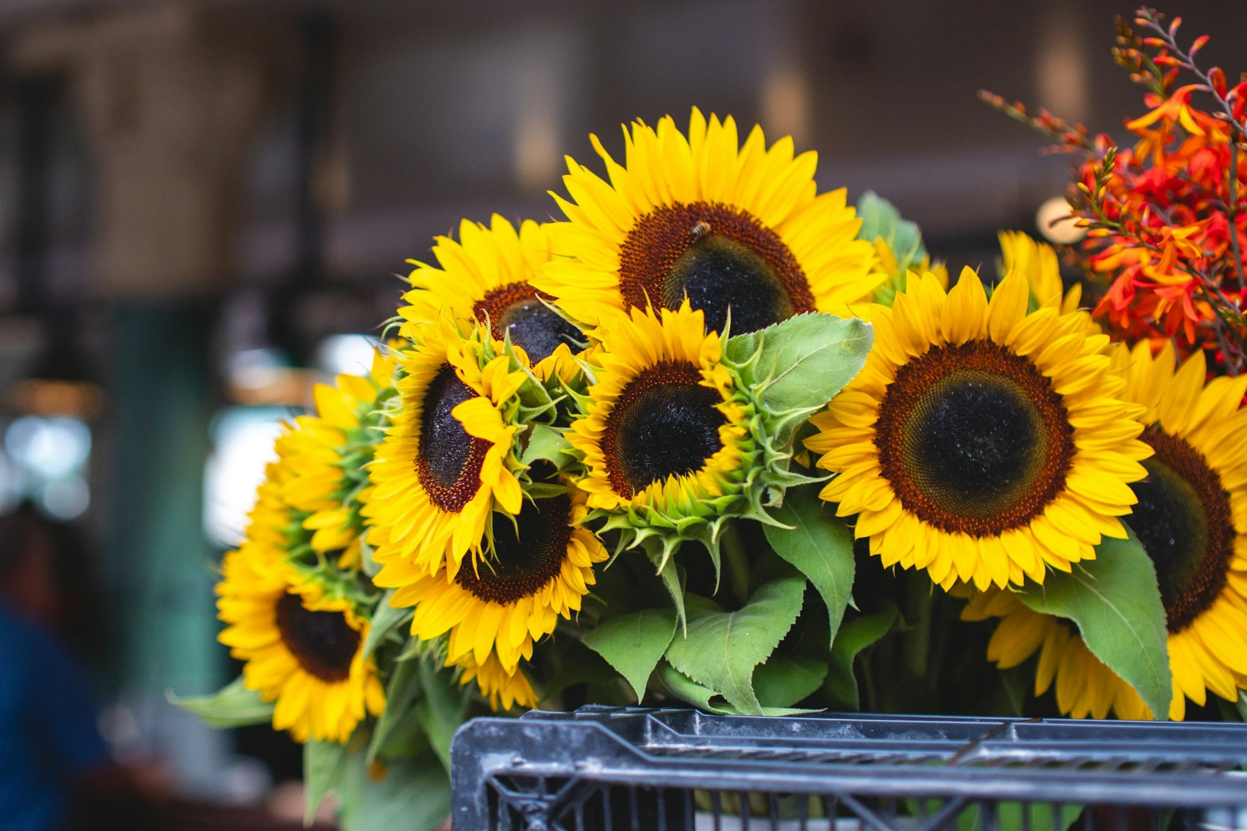 You Pick Flower Day!