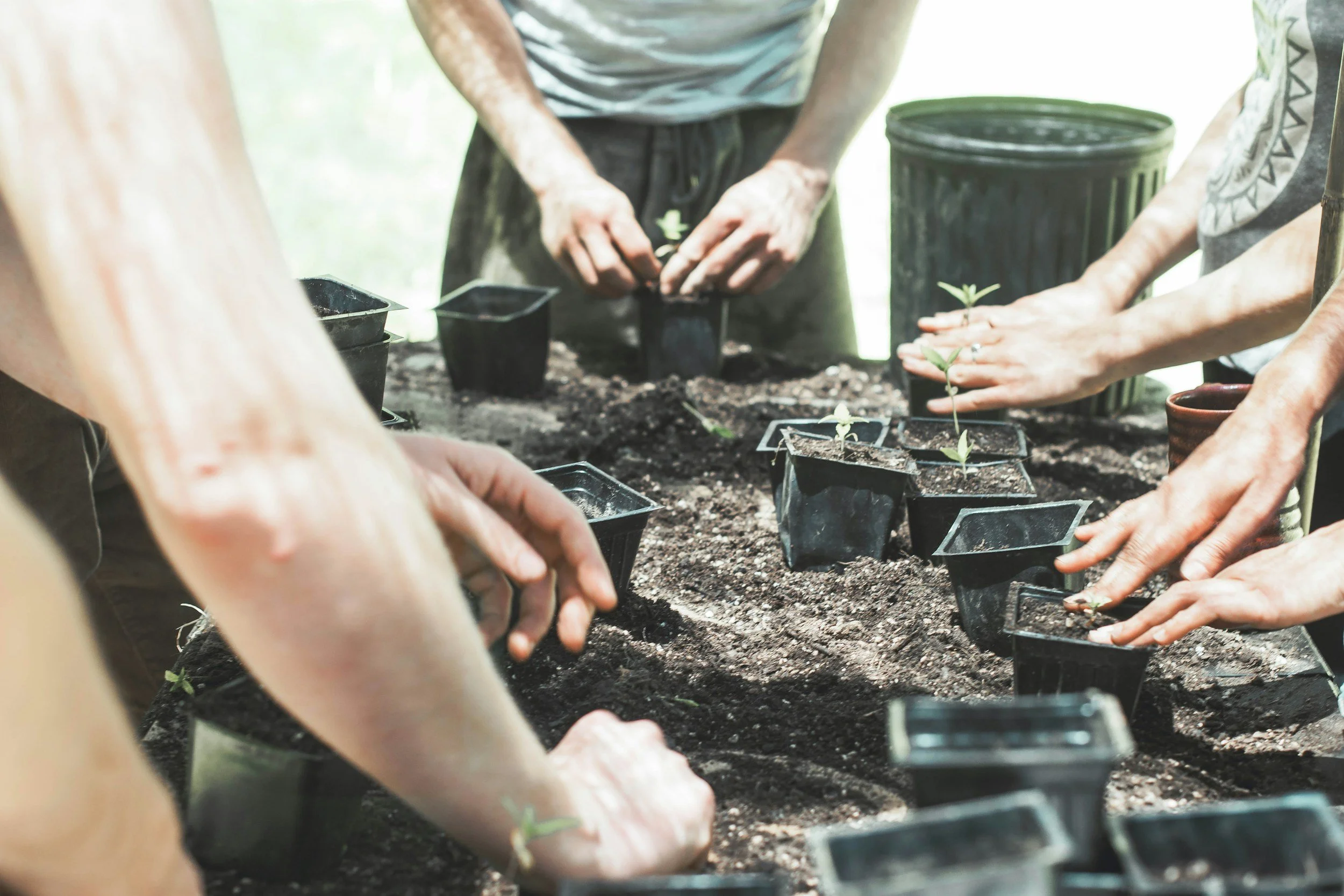 People planting small seedlings in black pots on soil during daytime.