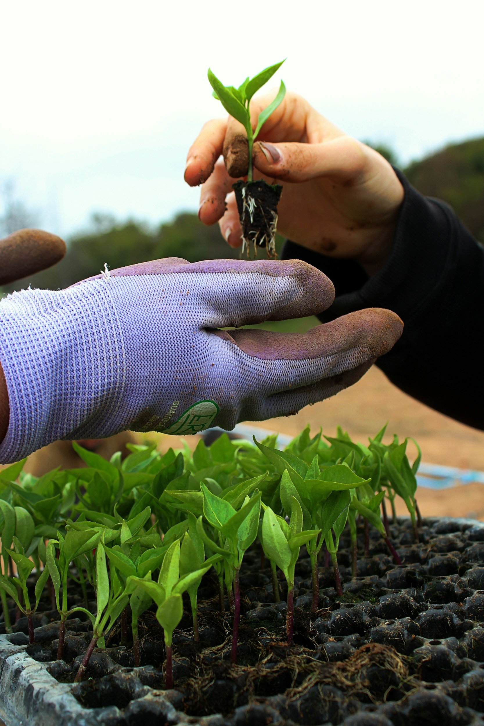Two hands, one gloved and one ungloved, hold a small seedling plant with green leaves over a tray of young seedlings growing in soil.