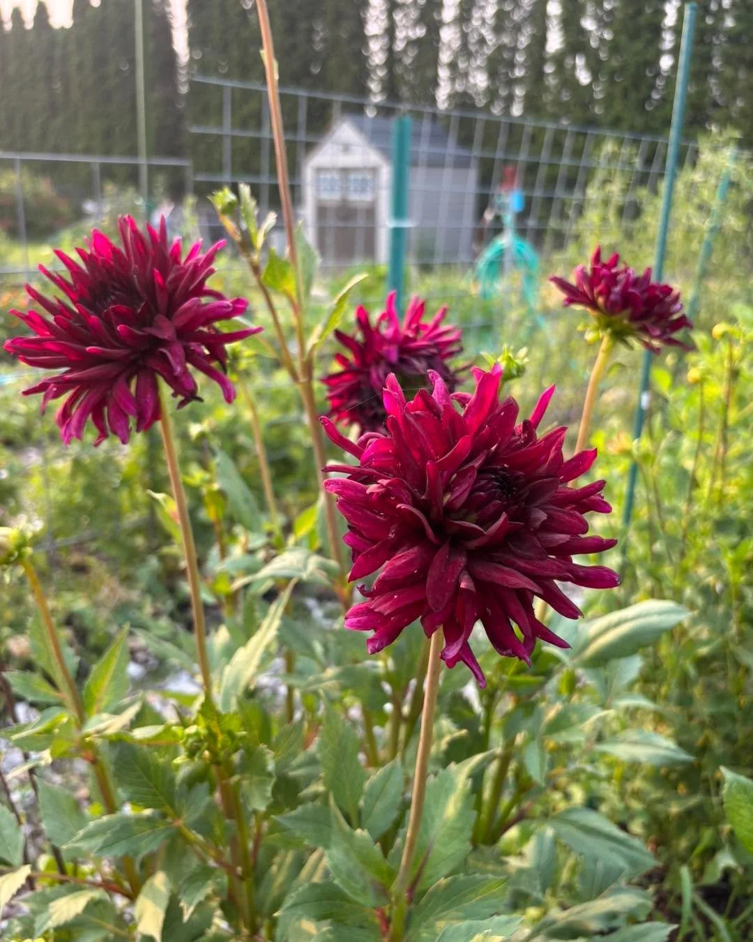 Gorgeous Dahlias, Love!

 #dahlias #missionmeadowscommunitygarden