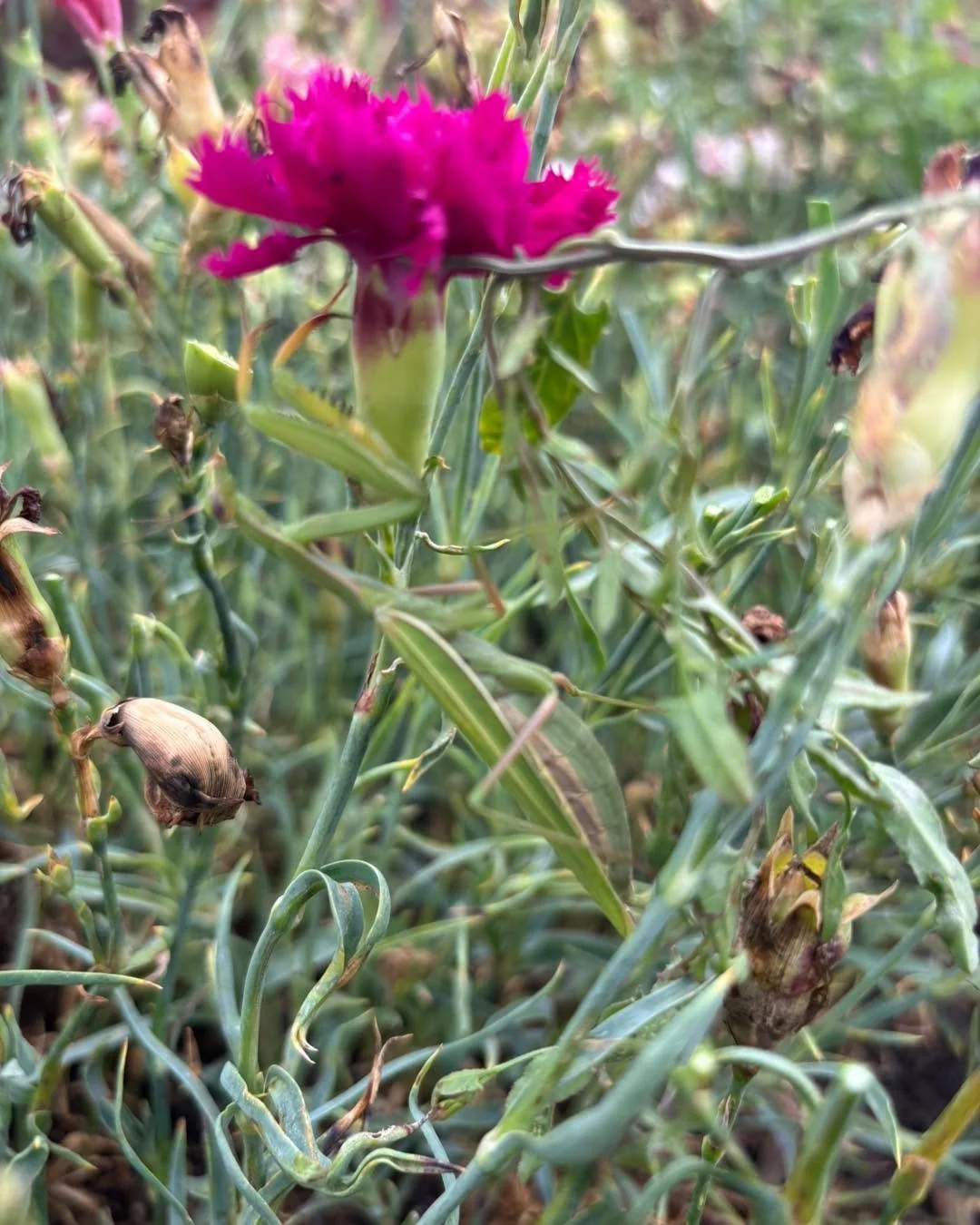 The garden has a friend and maybe babies!😁❤️