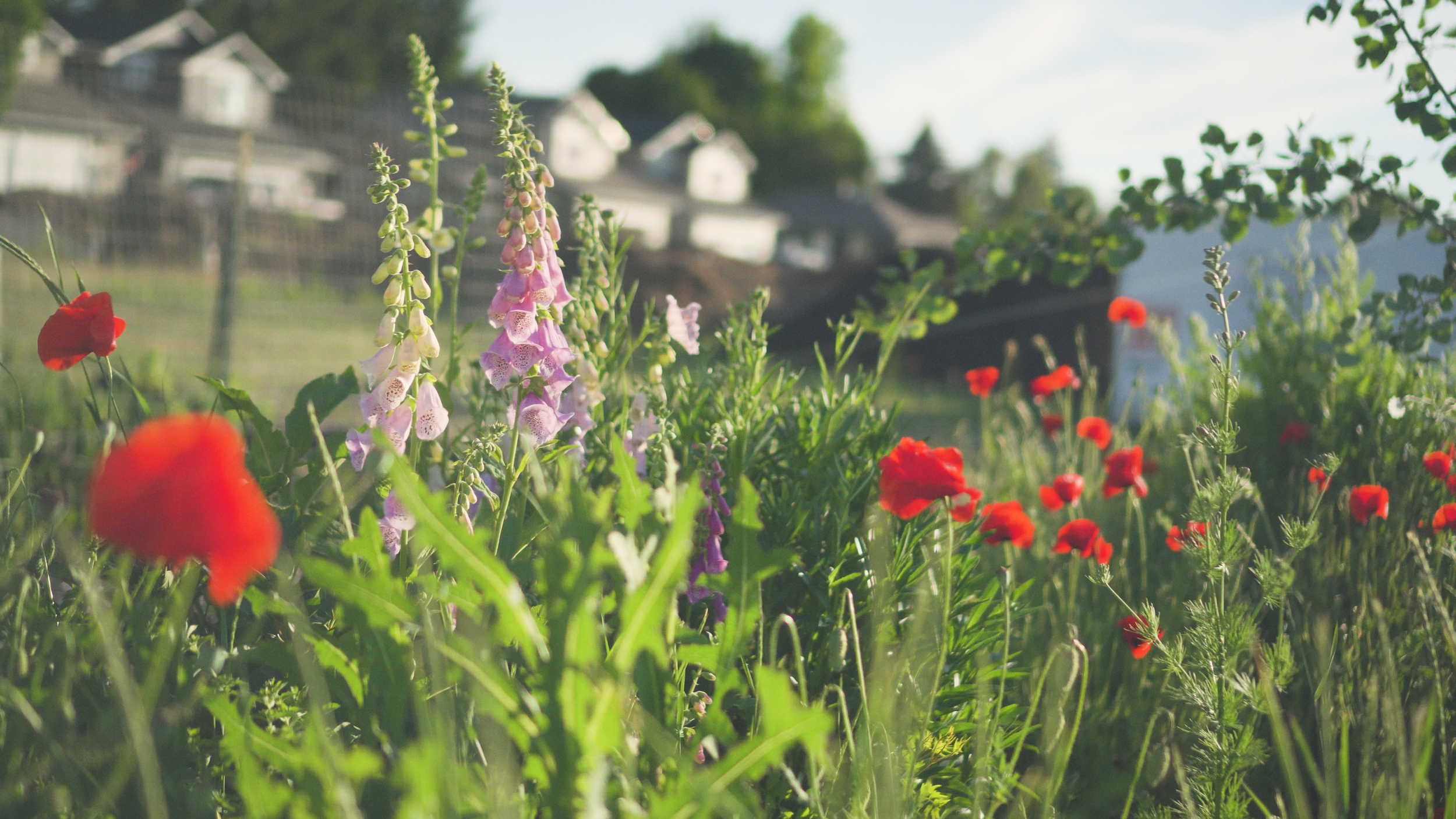 Close-up of a garden with red and pink flowers, blurred houses in the background, and sunlight shining on the plants.