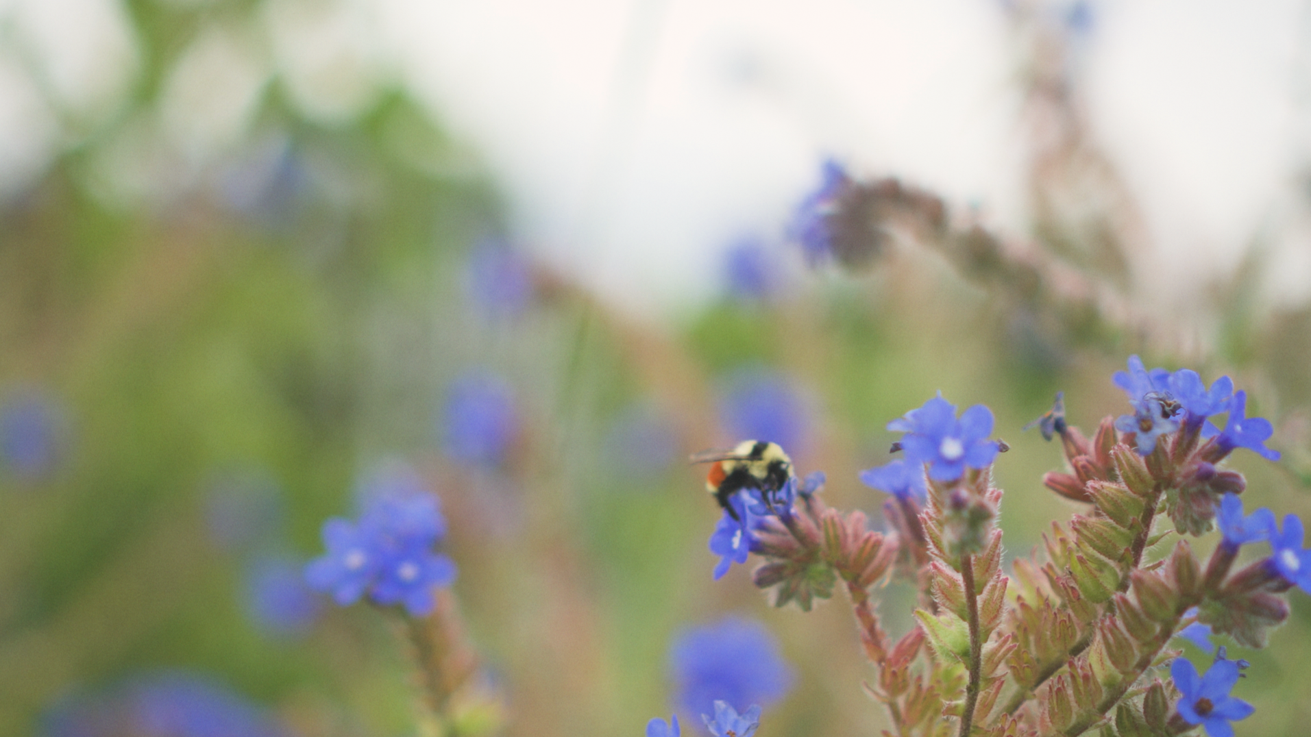 Close-up of a bee pollinating purple flowers with greenery in the background.