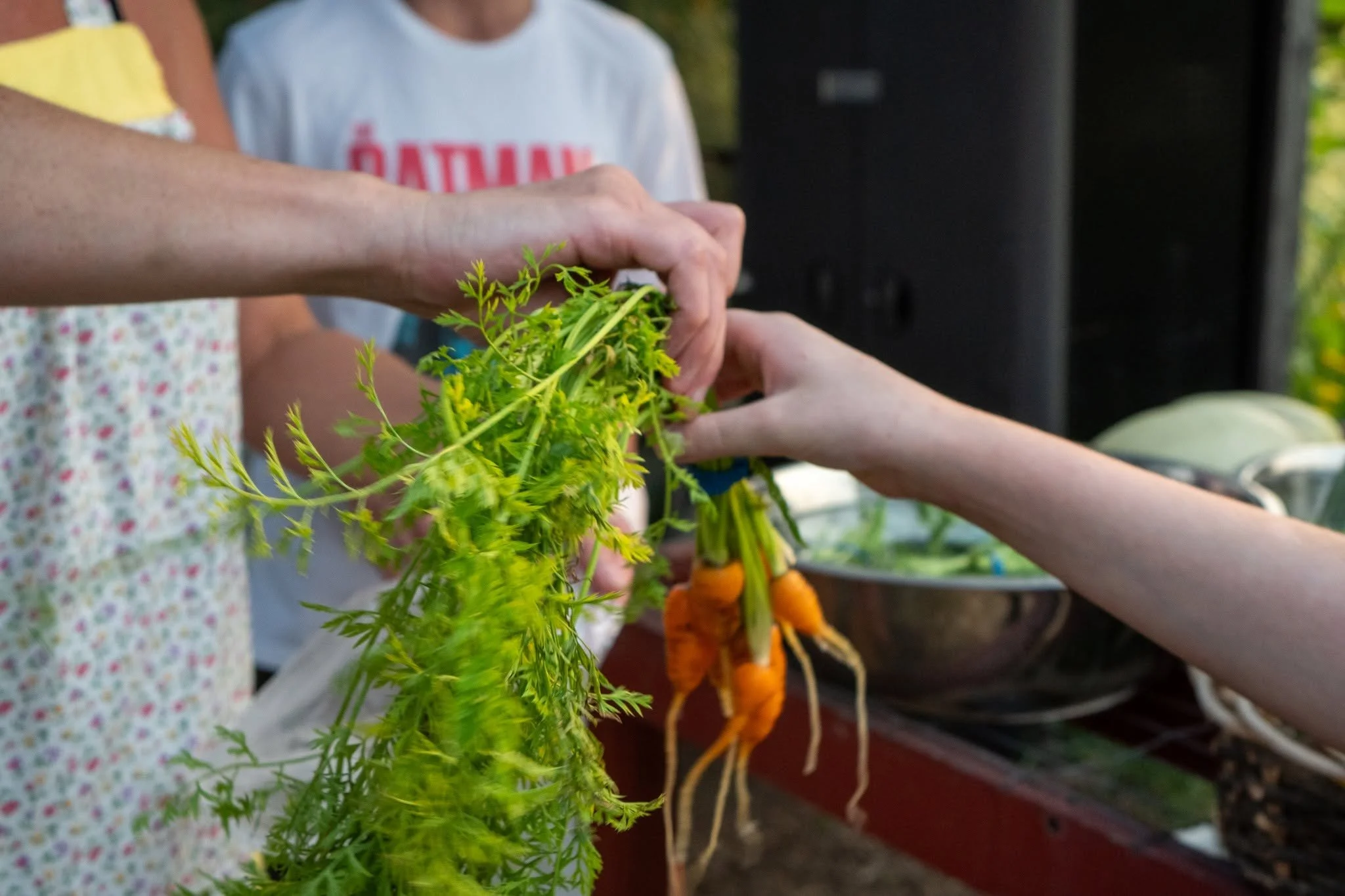People exchanging freshly harvested carrots with leafy tops, with one hand holding the carrots and the other reaching to take them, in an outdoor garden setting.
