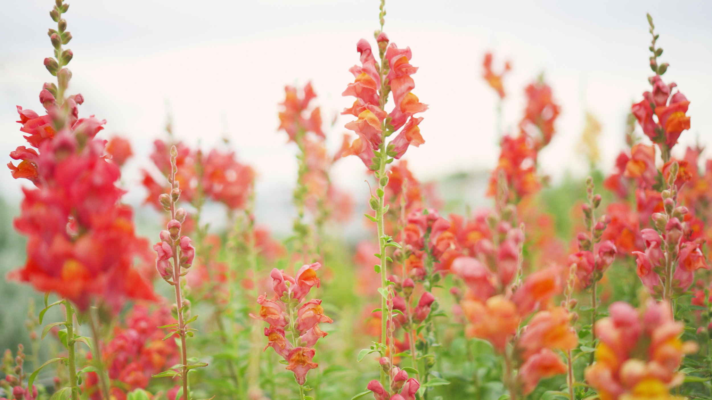 Close-up of tall, pink and orange snapdragon flowers in a garden with a bright, cloudy sky in the background.