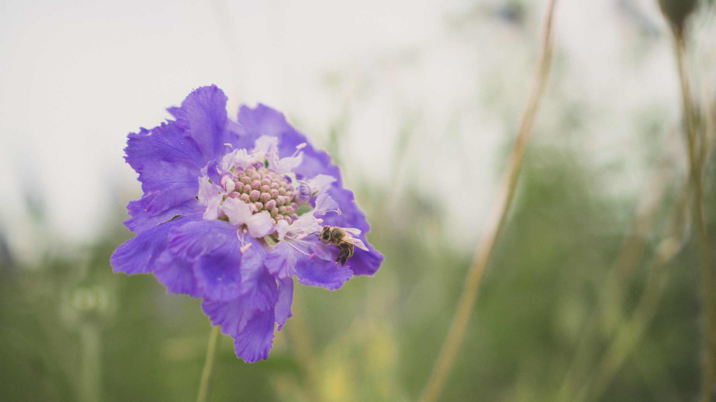 Close-up of a purple flower with a bee collecting nectar, blurred green background.