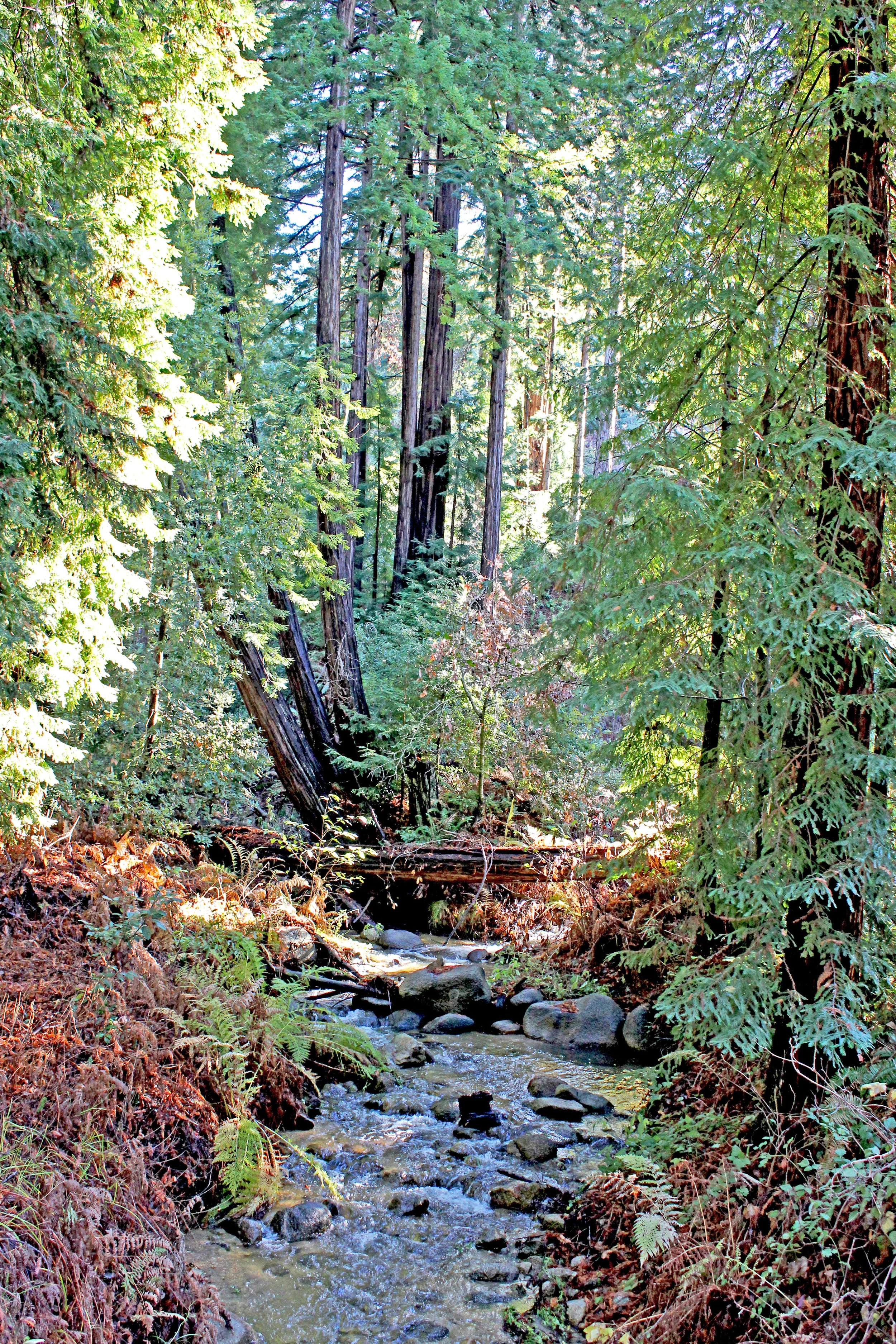 redwoodforest (1).jpg