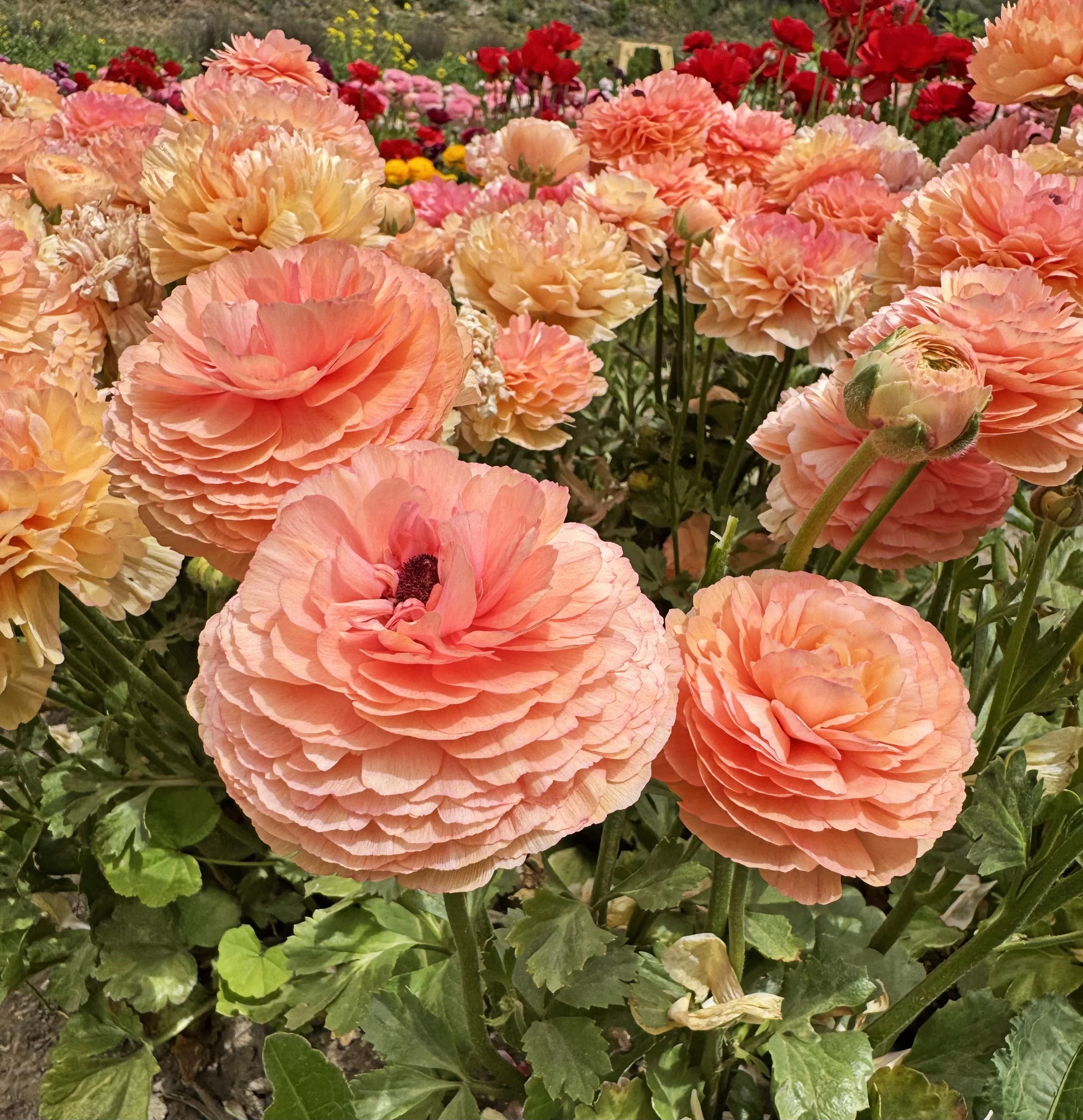 printflowers2.jpg
