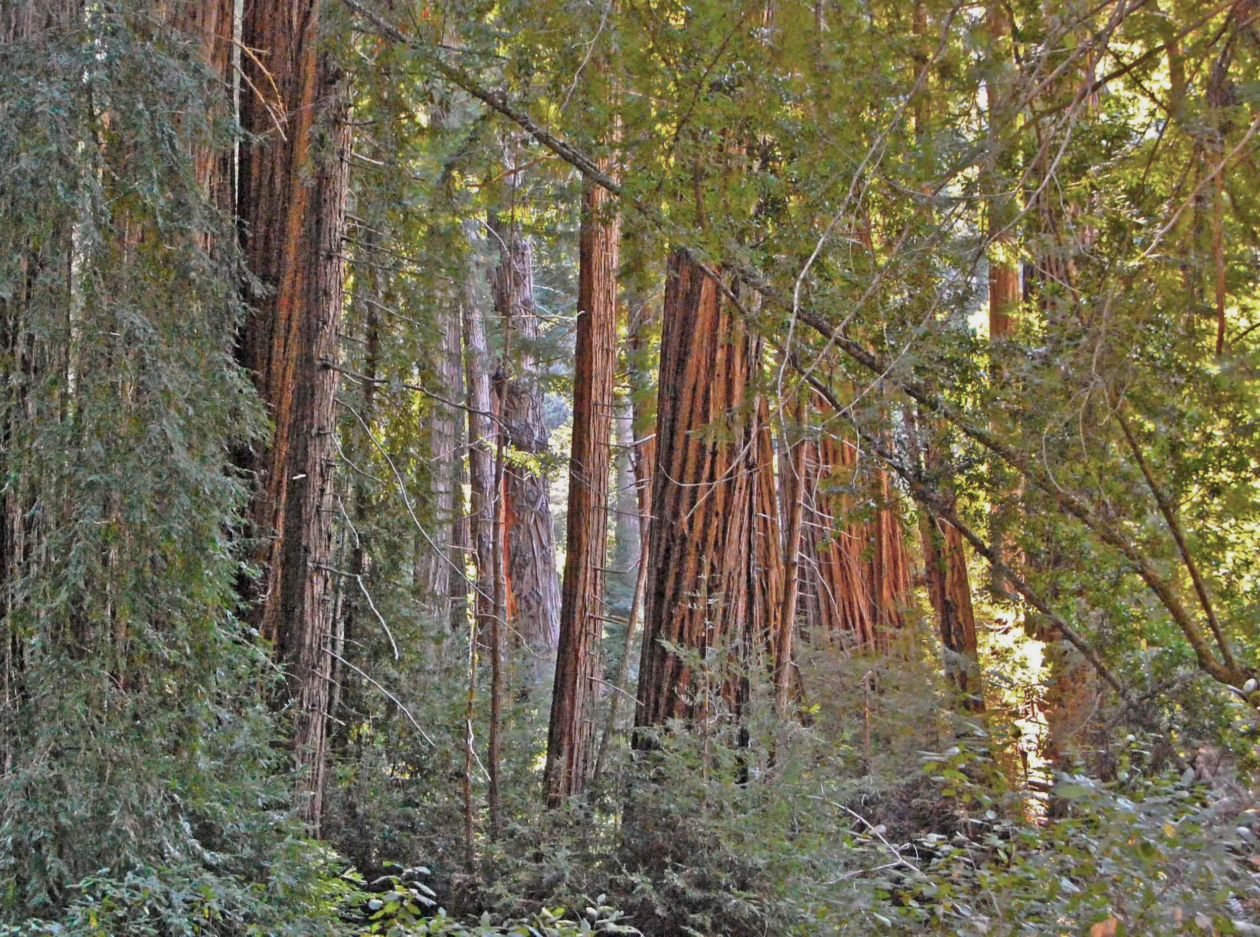 greensforest.jpg