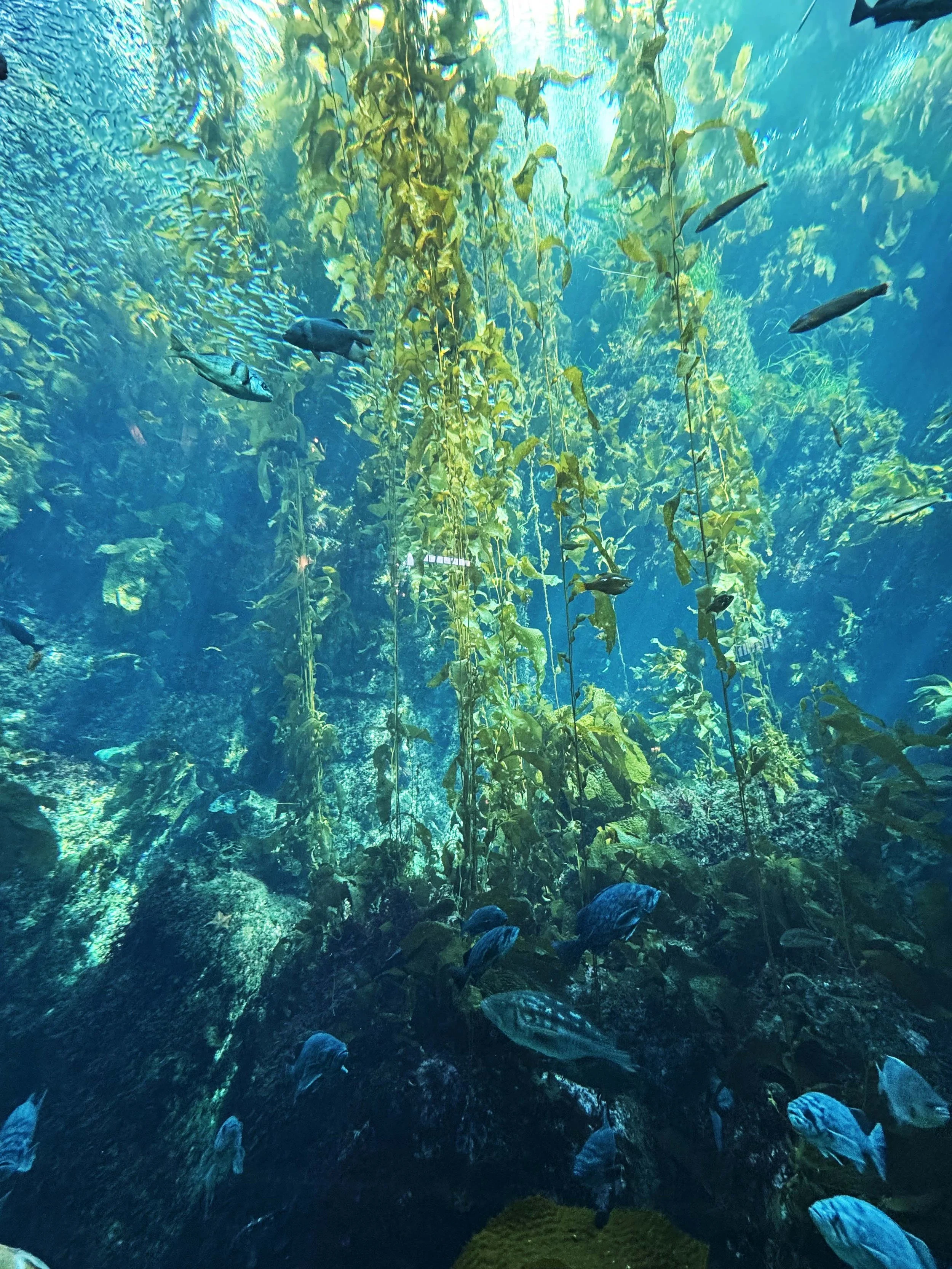 kelpnyc4pa.jpg