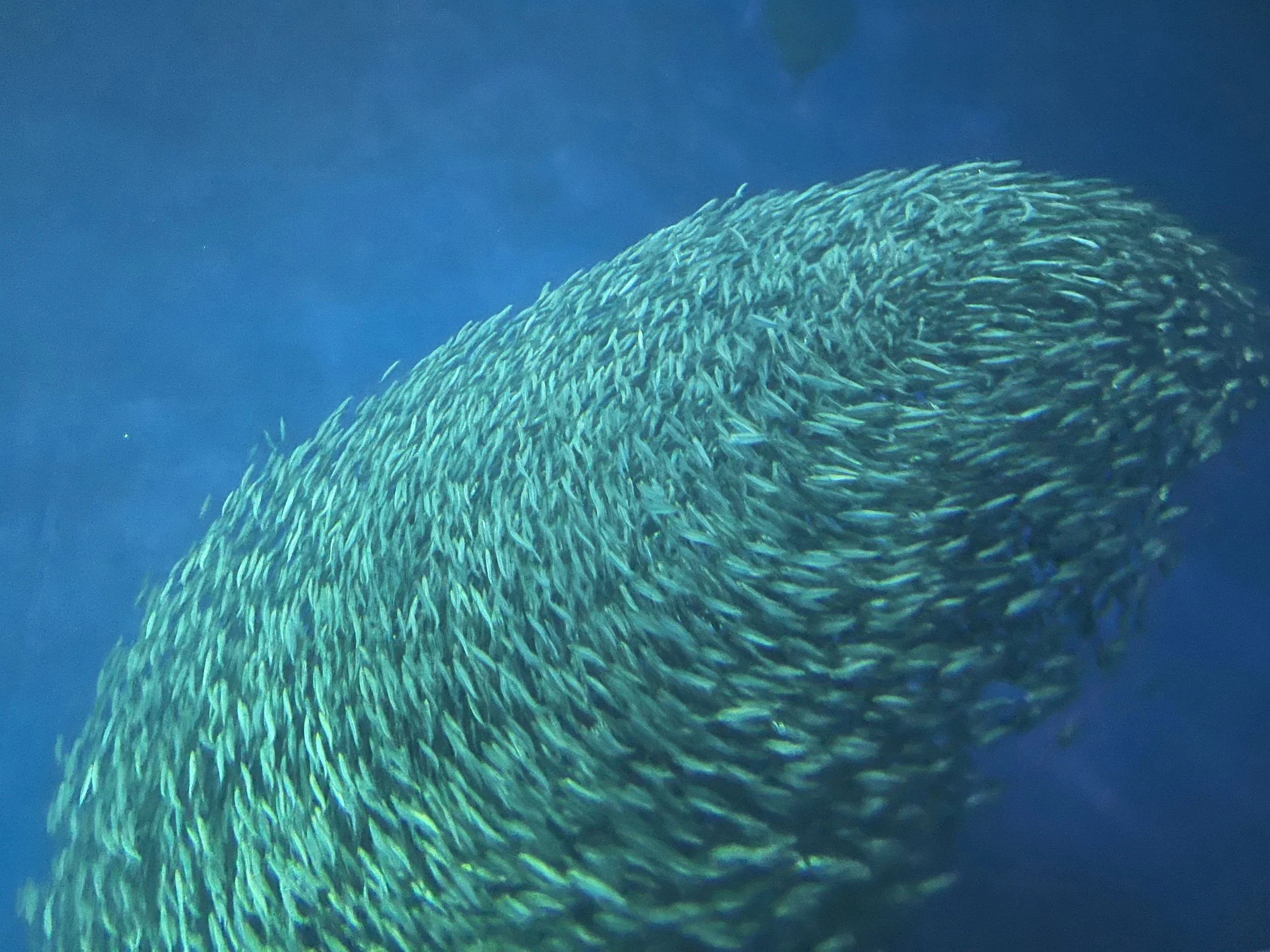 swarm 3