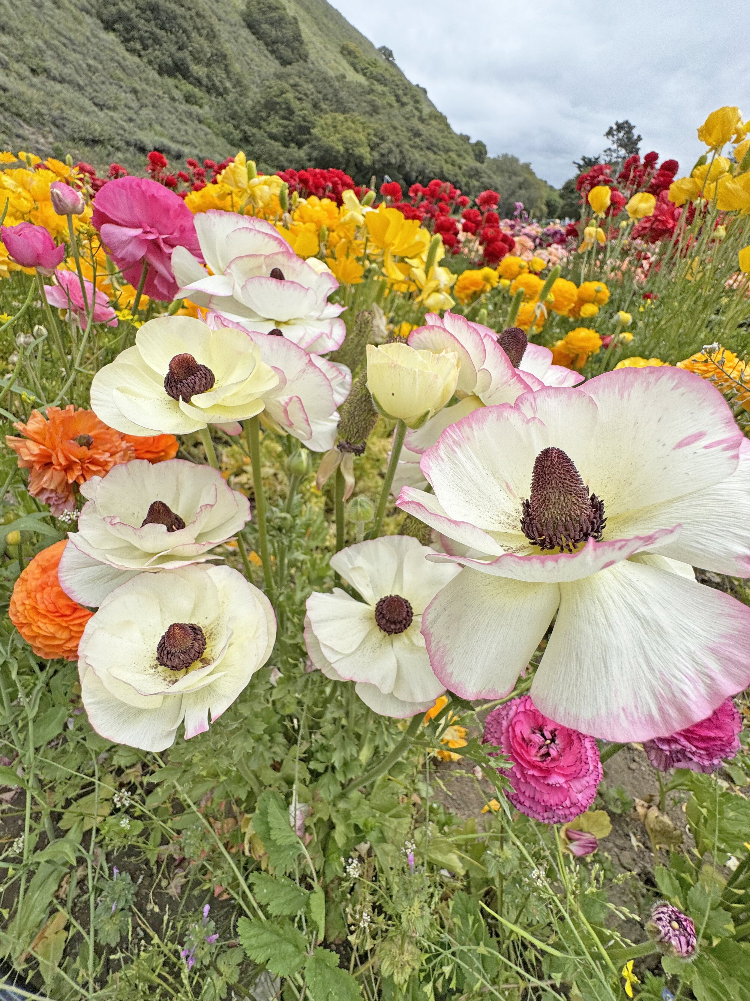 flowers.jpg