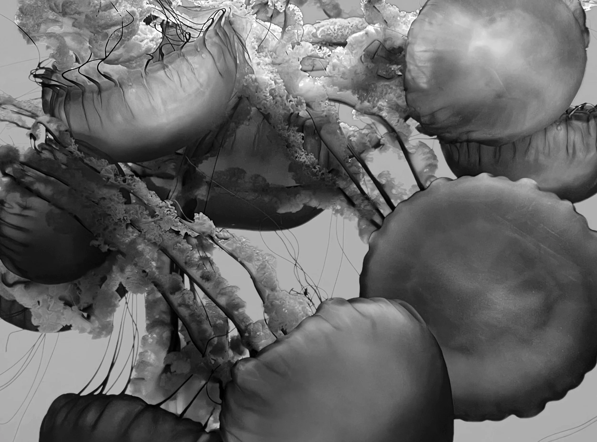 carnivores in the open sea
