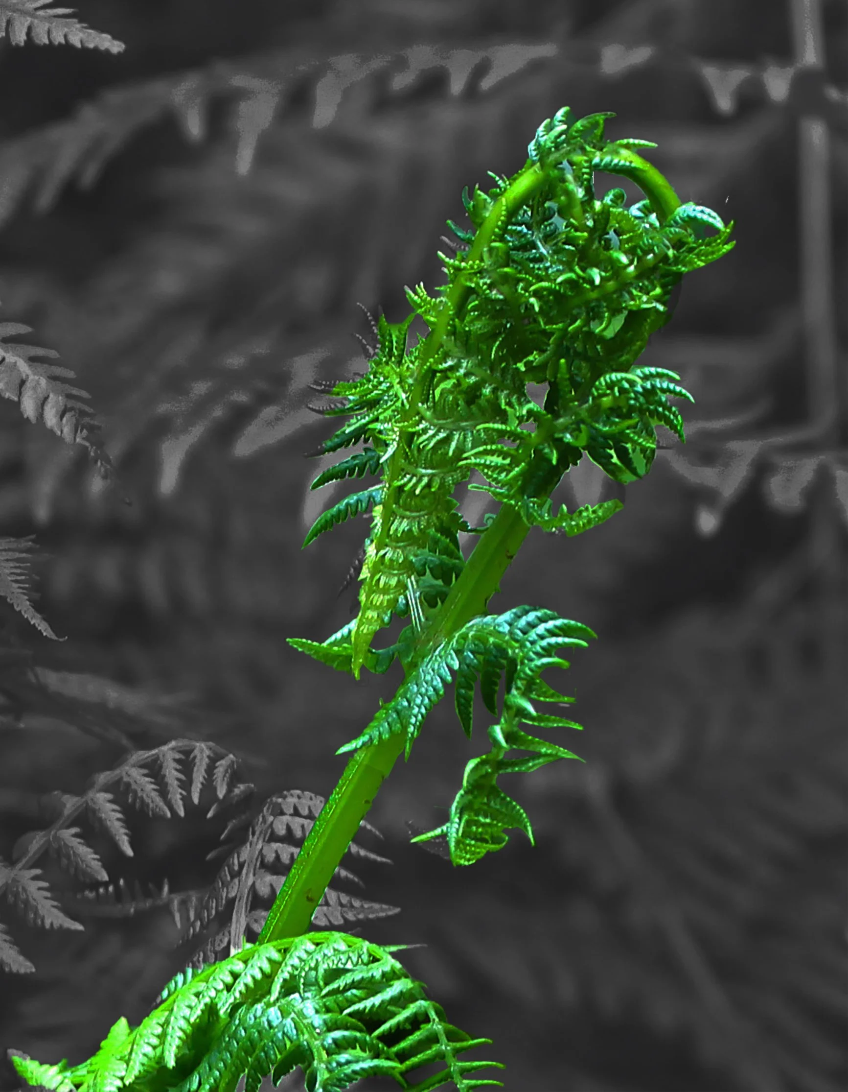dragon