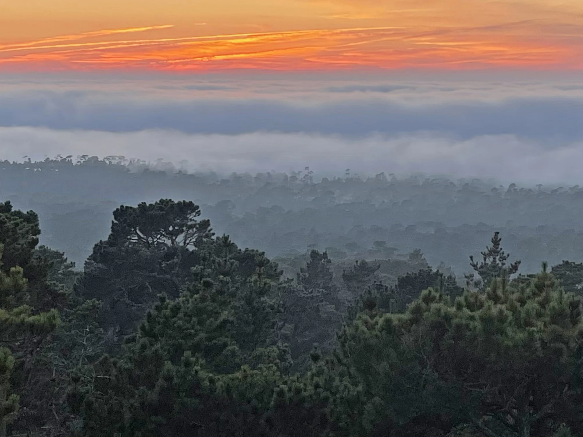 giants in the forest