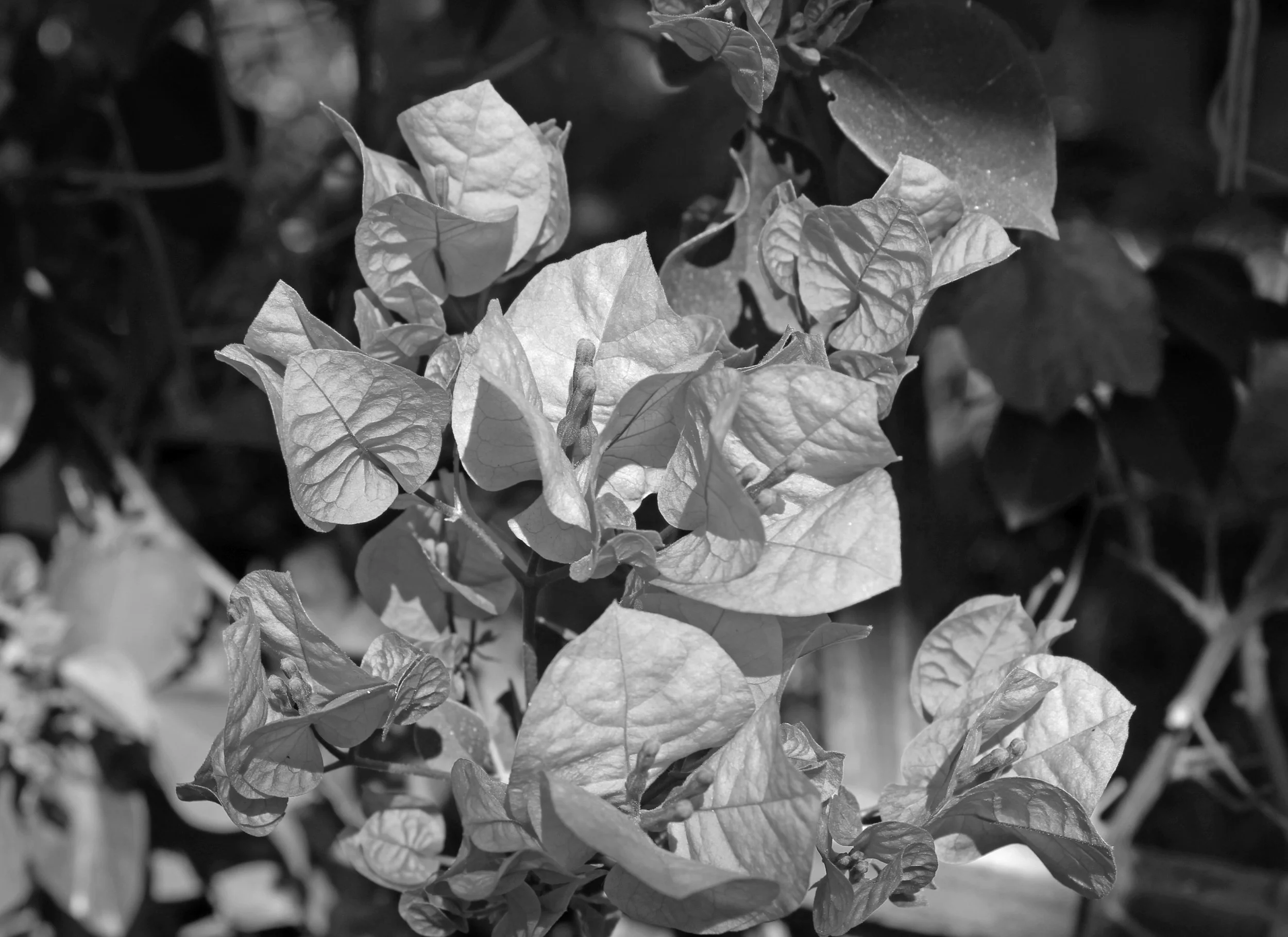 delicate folds