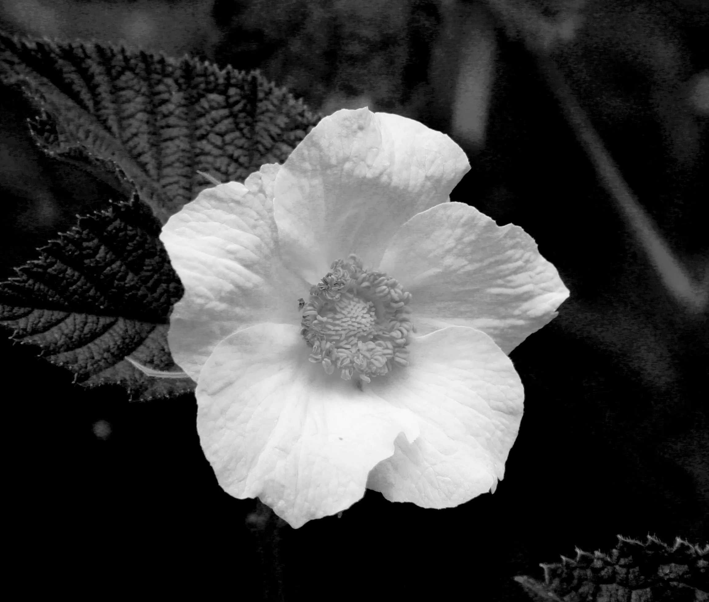 BWrockrose.jpg