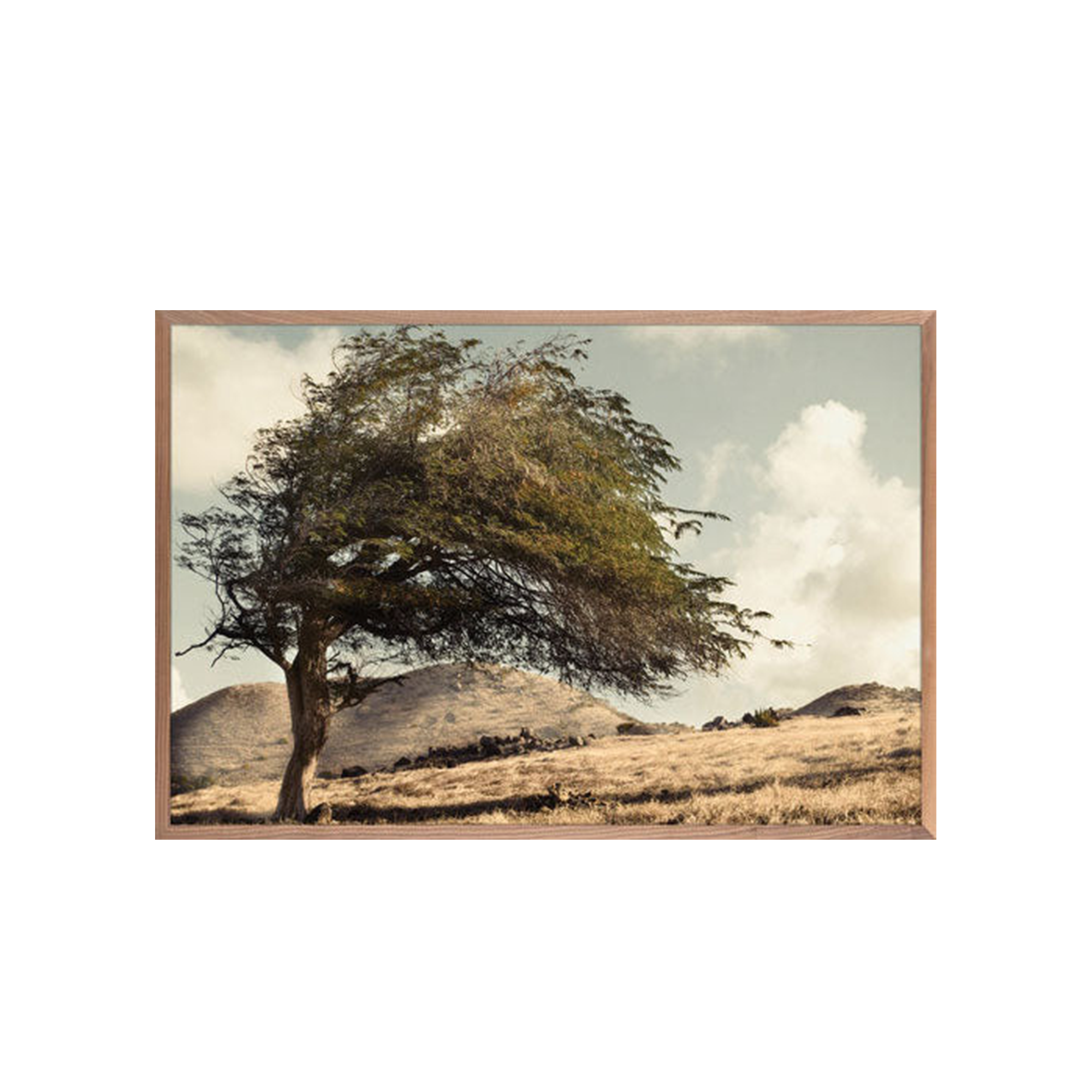 St.Martin's Tree.png