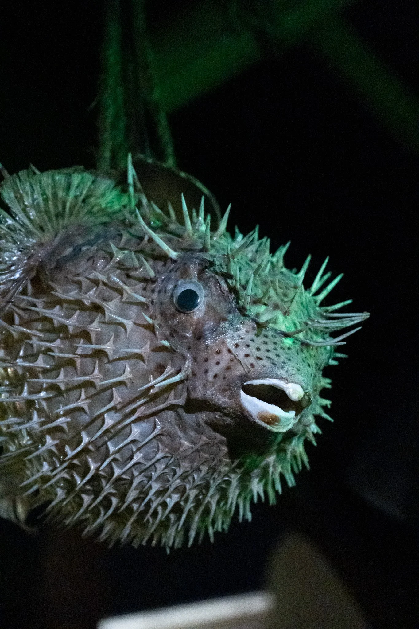 Pufferfish decor 2.jpg