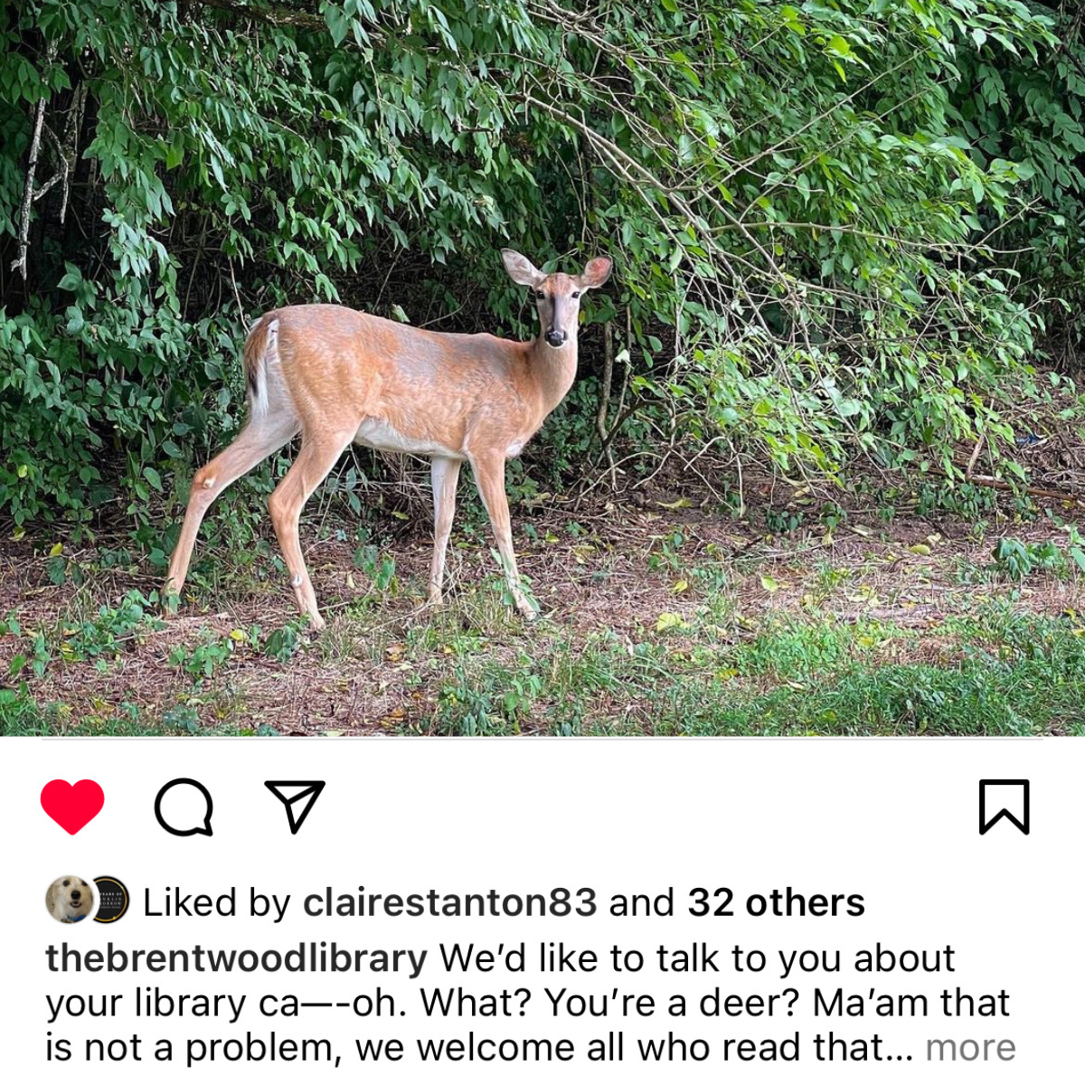 Deer.png
