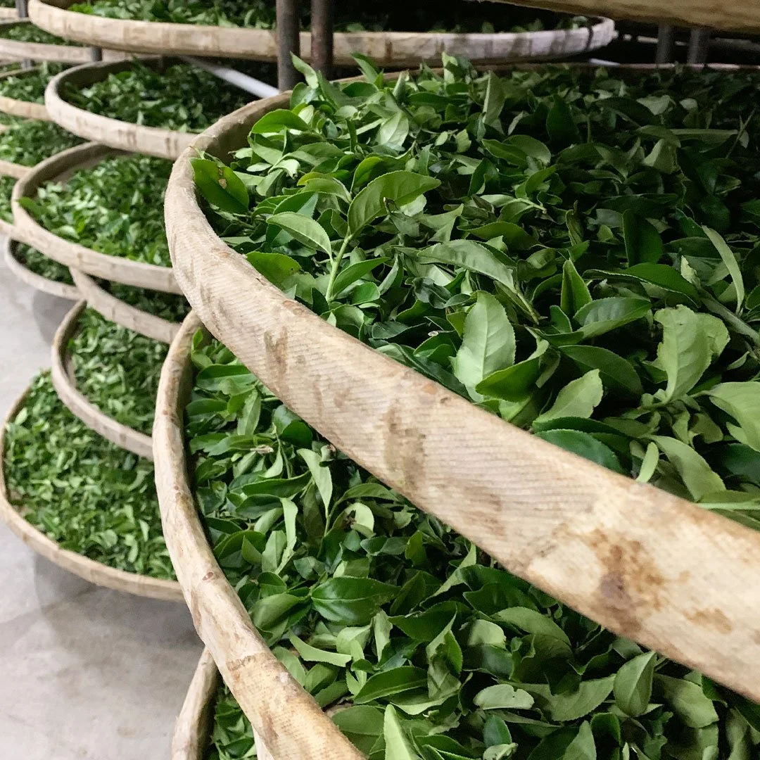 fermentation.jpg