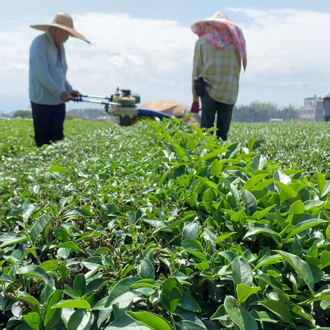 double-man-tea-picking-machine.jpg