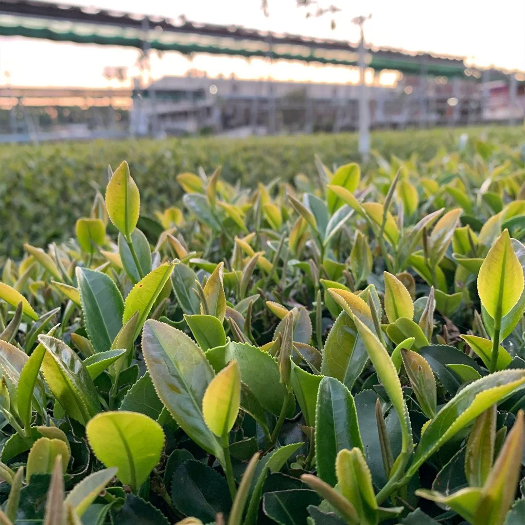 tea-plant.jpg