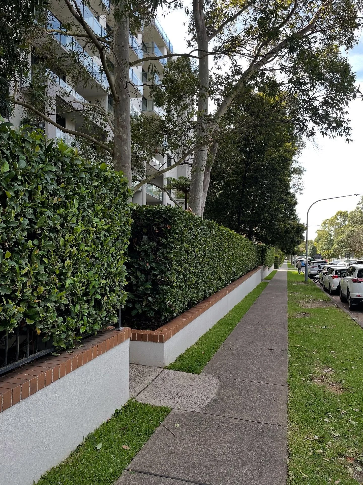 #hedgetrimming #hedges #gardening #aussiegardens by Greenpath Gardens 👨🏻‍🌾🌱