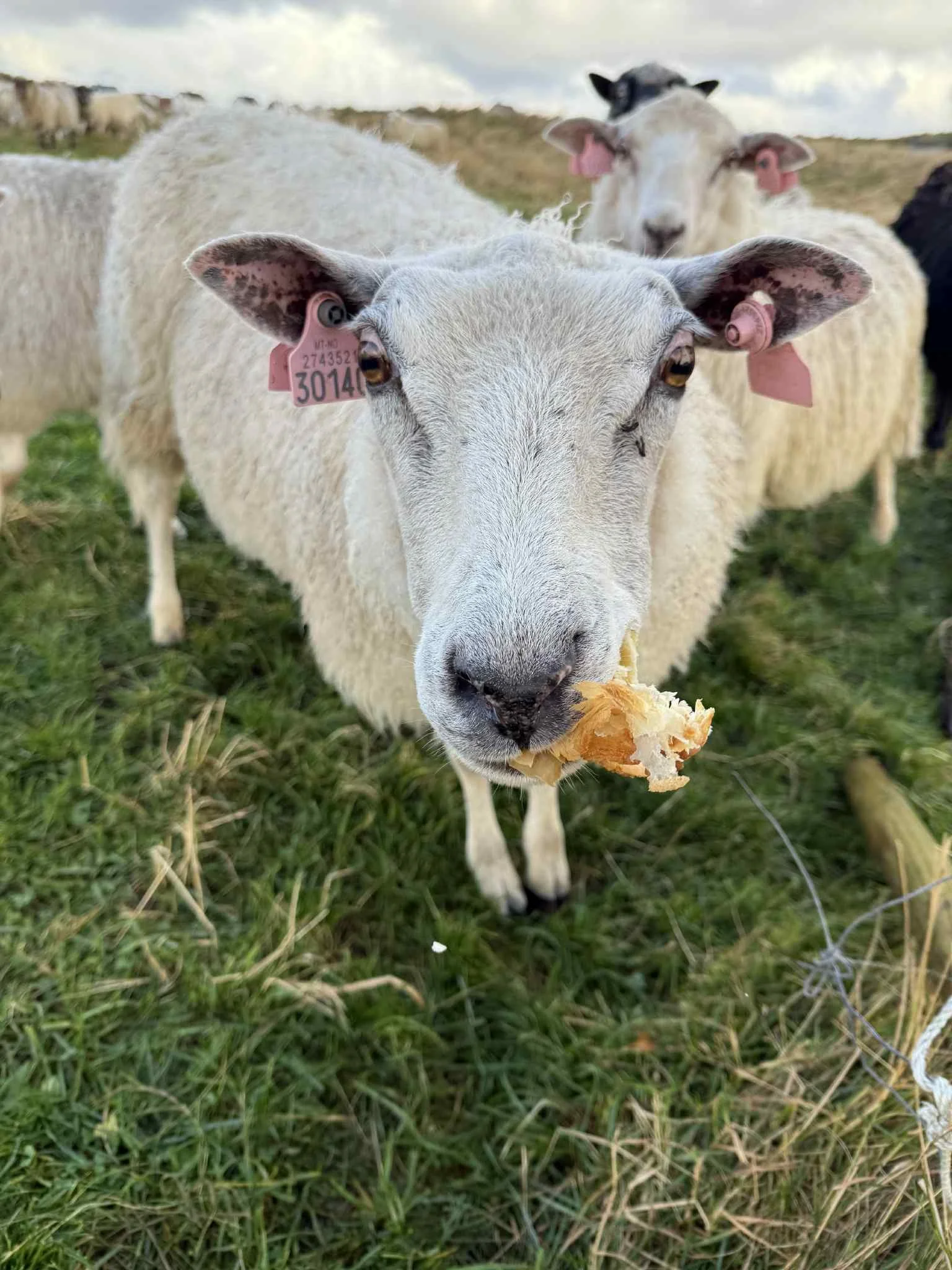 1.	Deilig med wienerbrød til frokost! Foto: Mikael Karlsen