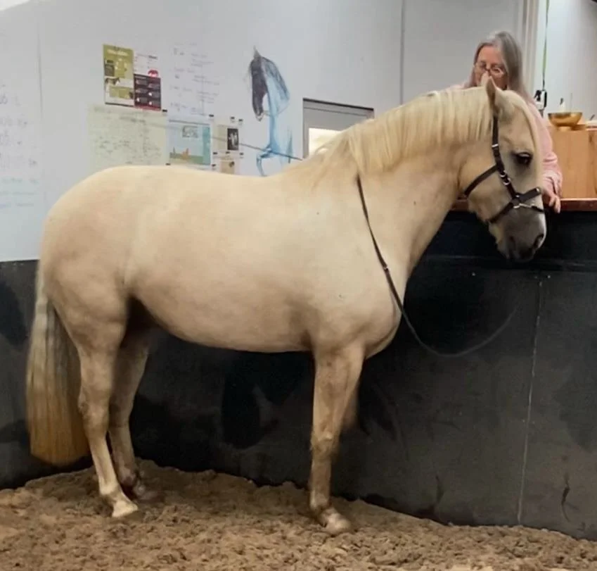 Working a beautiful horse in hand at a clinic in Mount Gambier South Australia. French Classical Dressage at its finest.