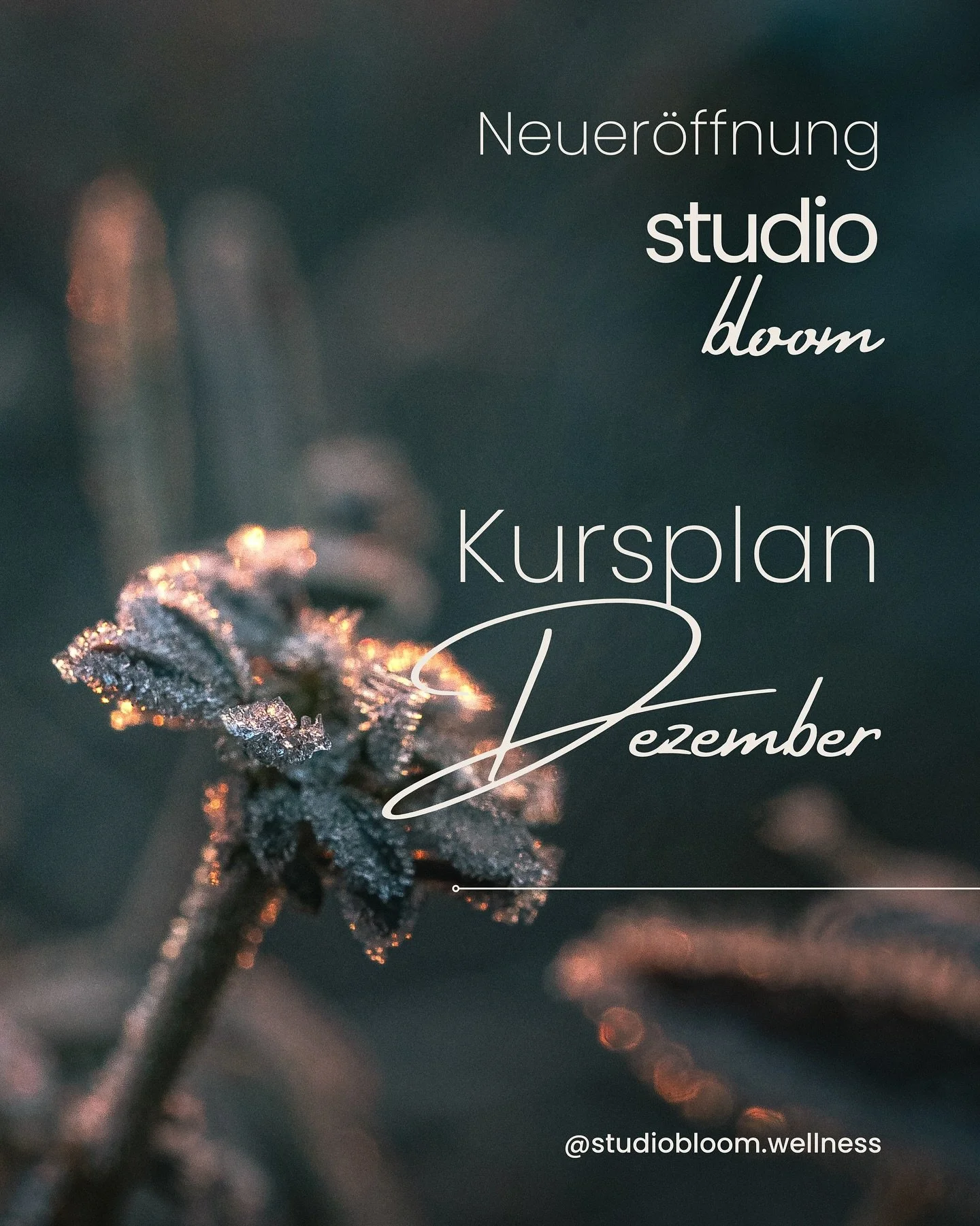Dezember im Studio Bloom &ndash; ein Monat zum Innehalten, Sp&uuml;ren &amp; Krafttanken

Der Dezember tr&auml;gt eine besondere Energie in sich: R&uuml;ckzug, W&auml;rme, Tiefe und leise Vorfreude.
Im Studio Bloom in Bad Krozingen haben wir diesen R