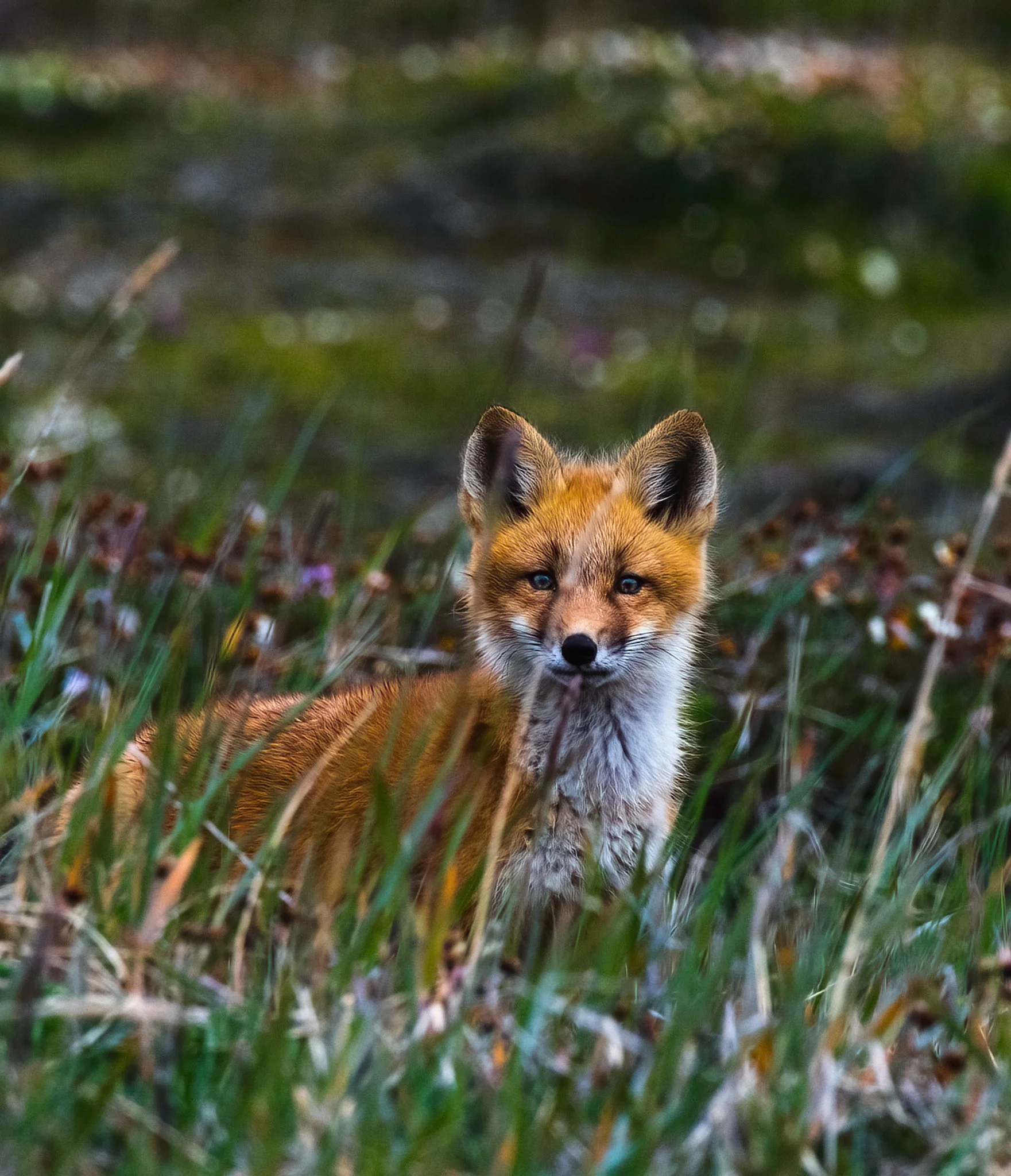 FOR PRINTING fox behind grass.jpg