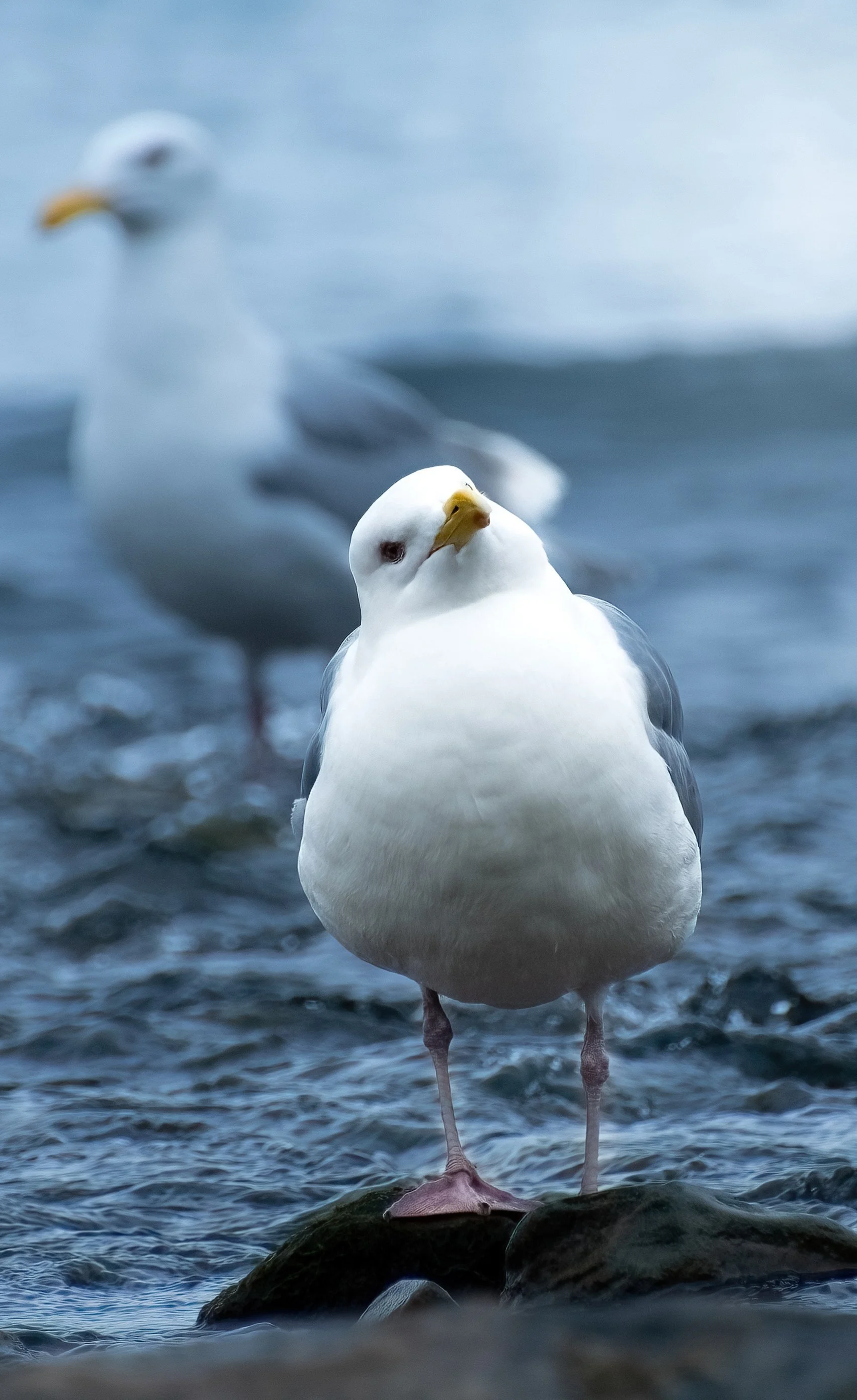 Seagull