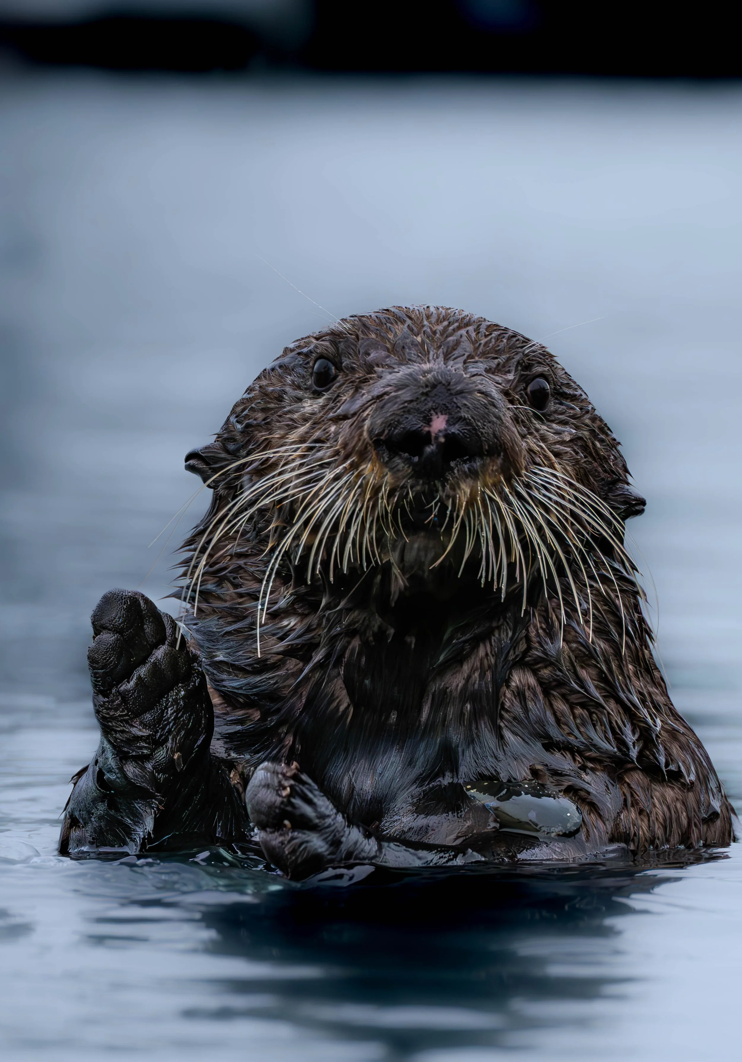 A Significant Otter