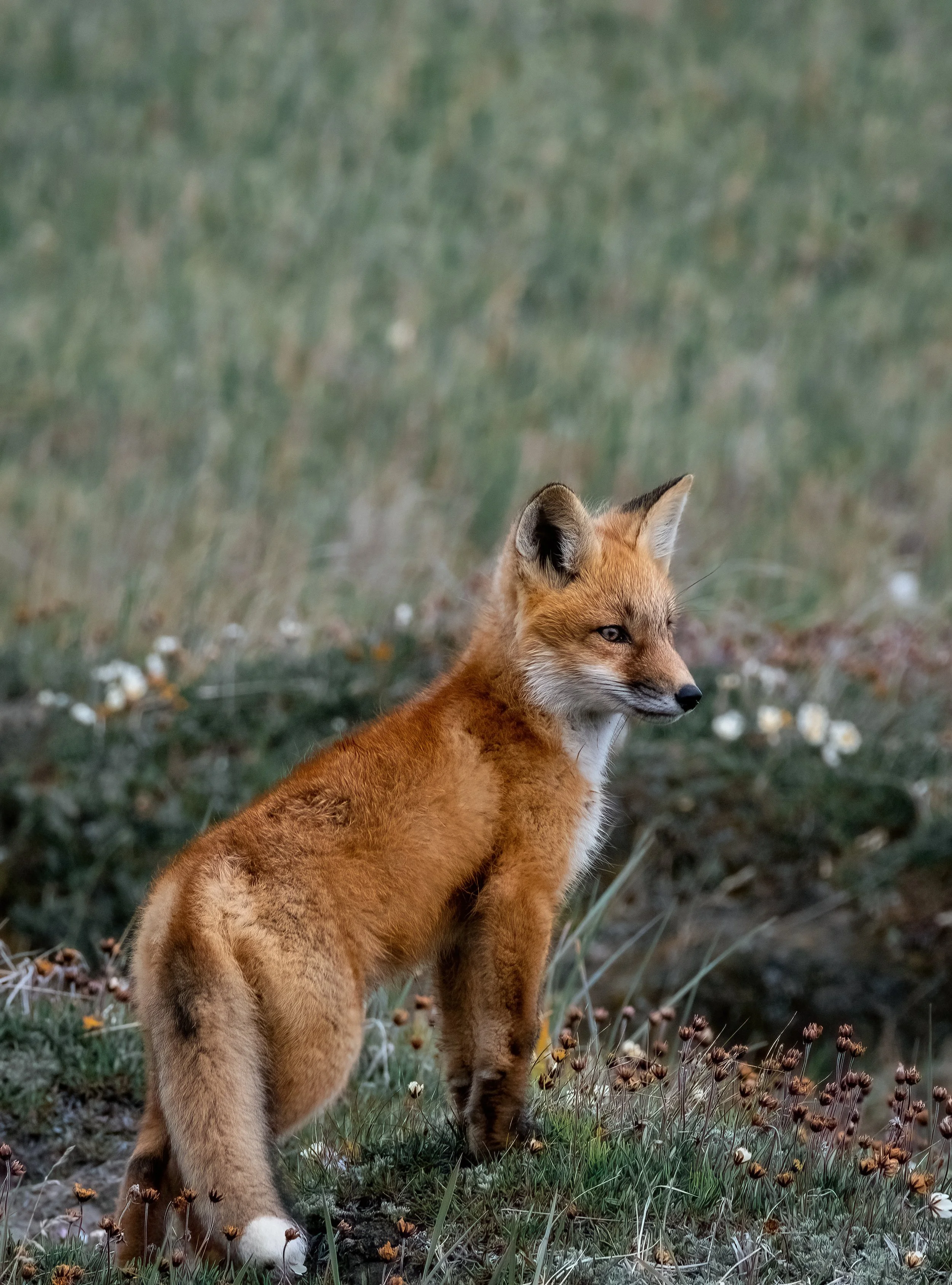 FINAL FOR PRINT Prudhoe red fox kit.jpg